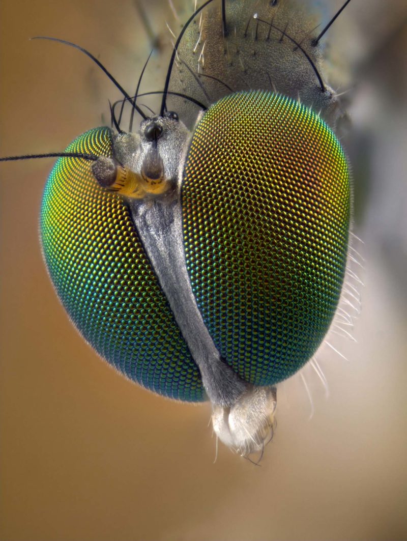 Dolichopodid sp. (fly) eyes, 2010 Photomicrography Competition