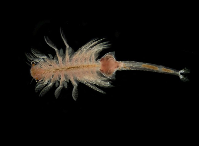 Brine shrimp (Artemia salina)