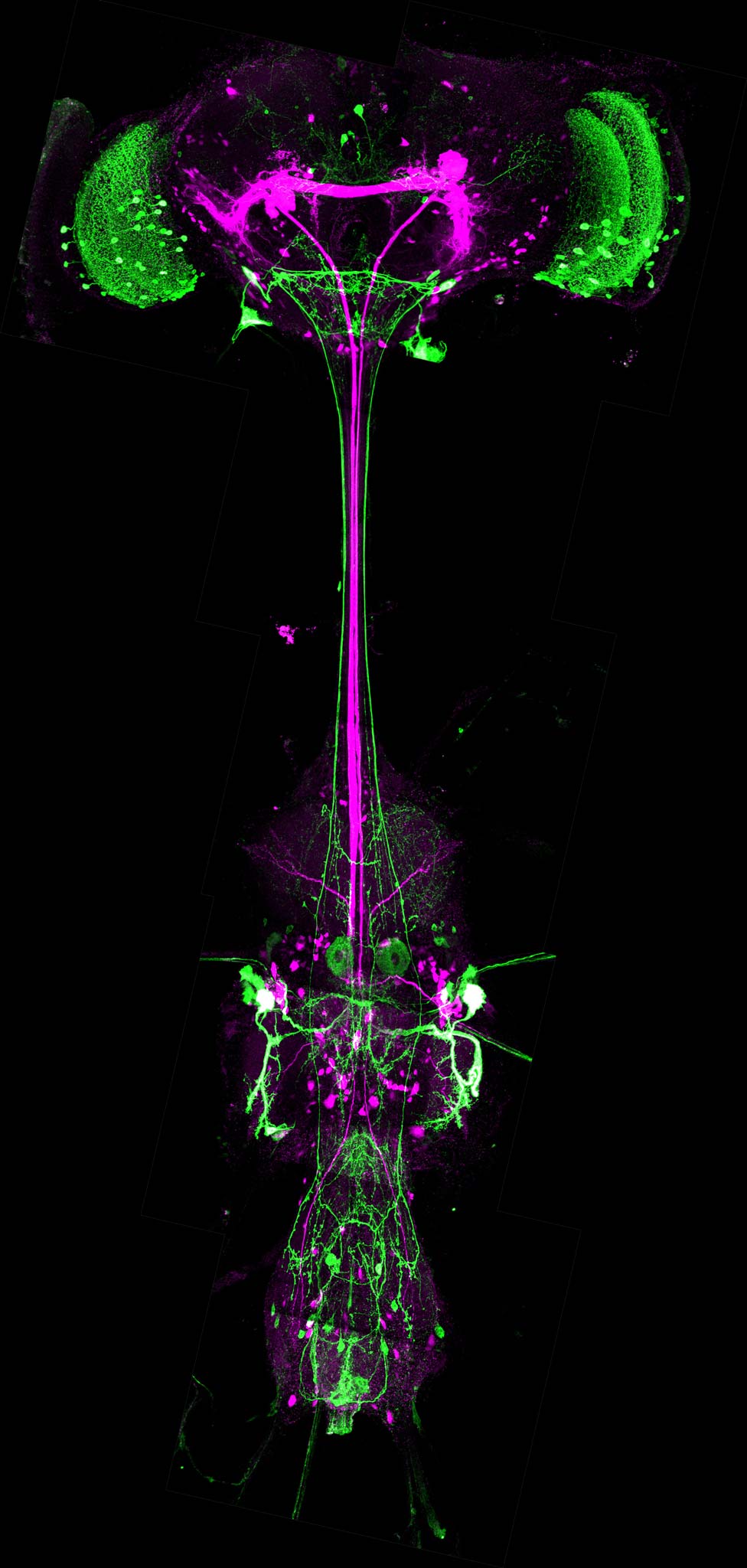 Reconstruction of Drosophila sp. (fruit fly) nervous system Nikon’s