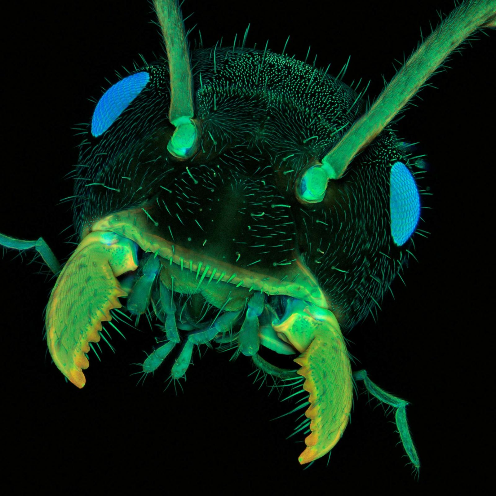 Фотография микро. Nikon small World Photomicrography. Микрофотографии насекомых. Мошка под микроскопом. Микромир насекомые под микроскопом.