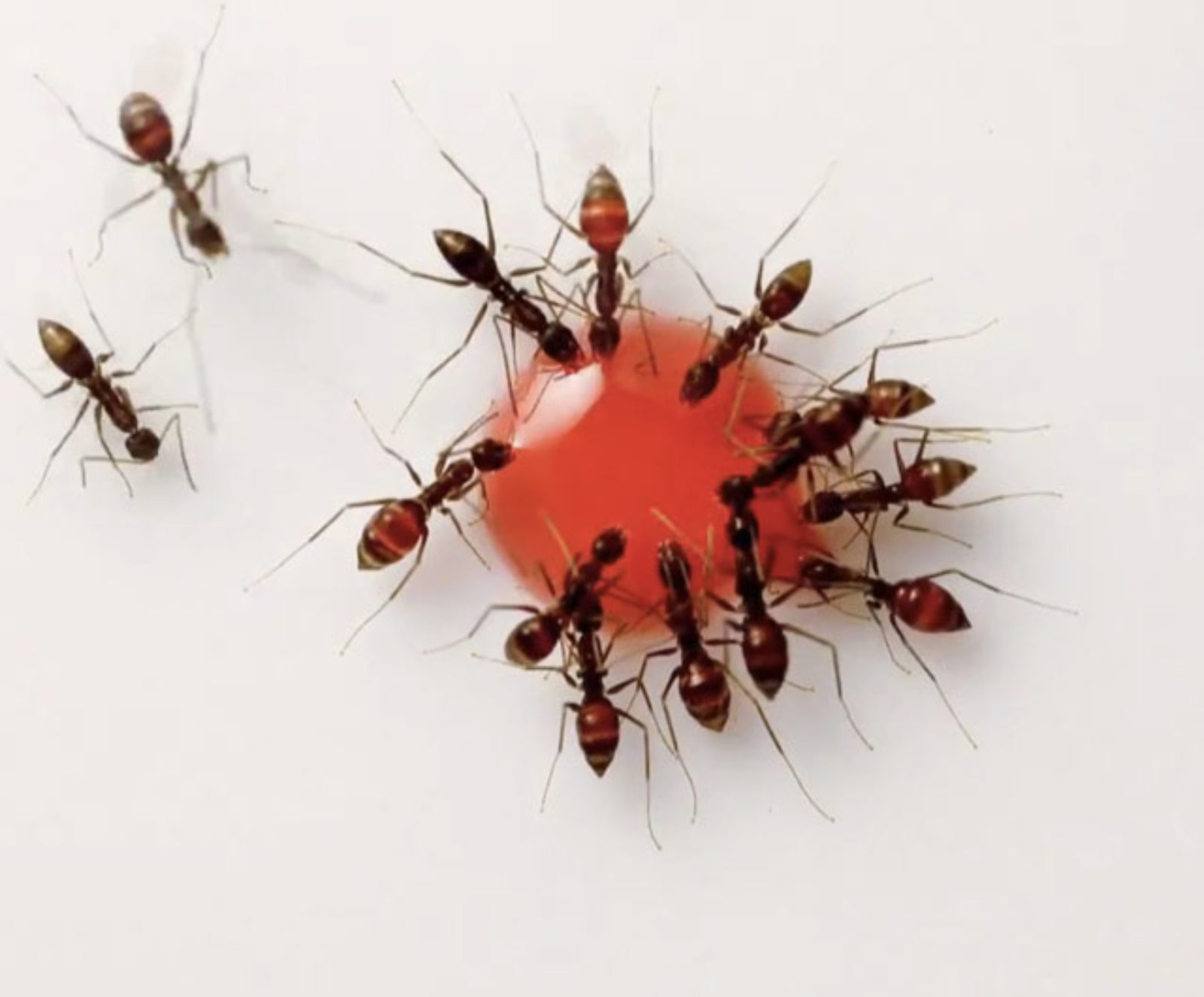 Time lapse (30 frames/second; 1 spf) feeding process from ant colony ...