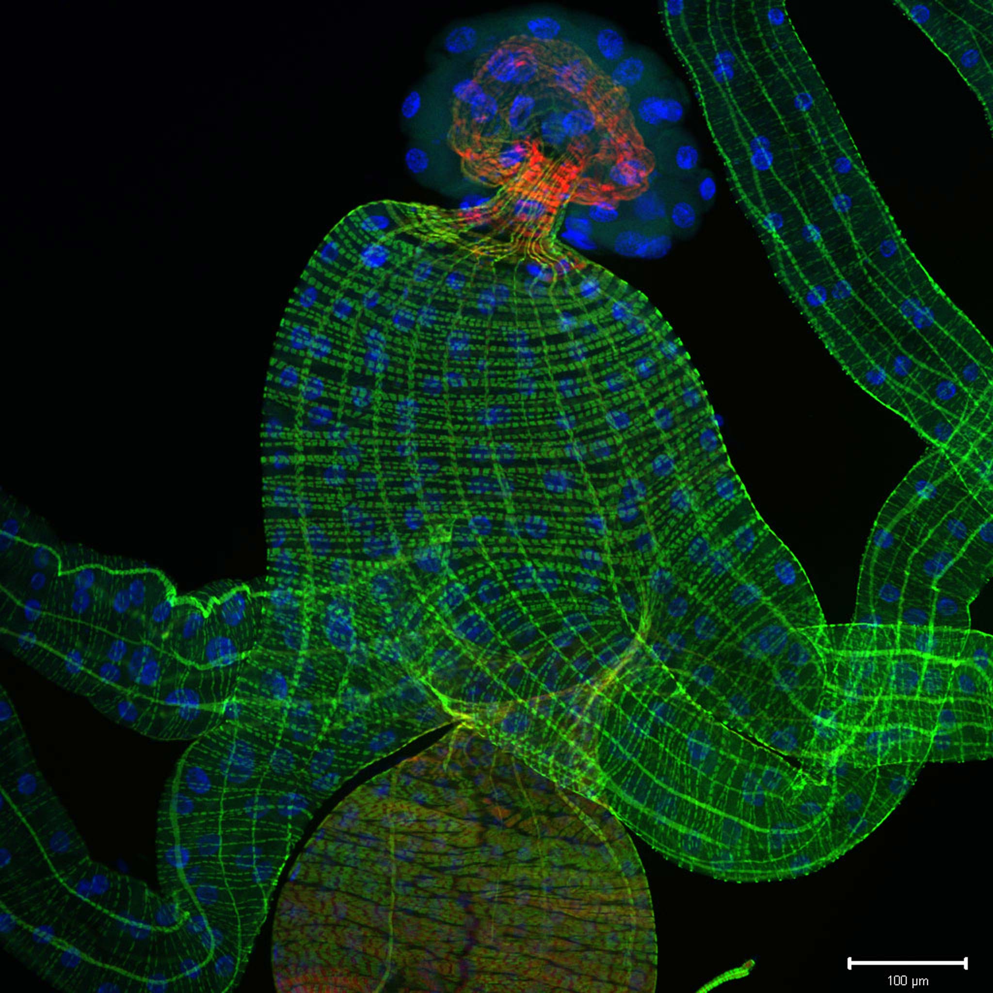 Single optical section through the whole gut of a Drosophila ...
