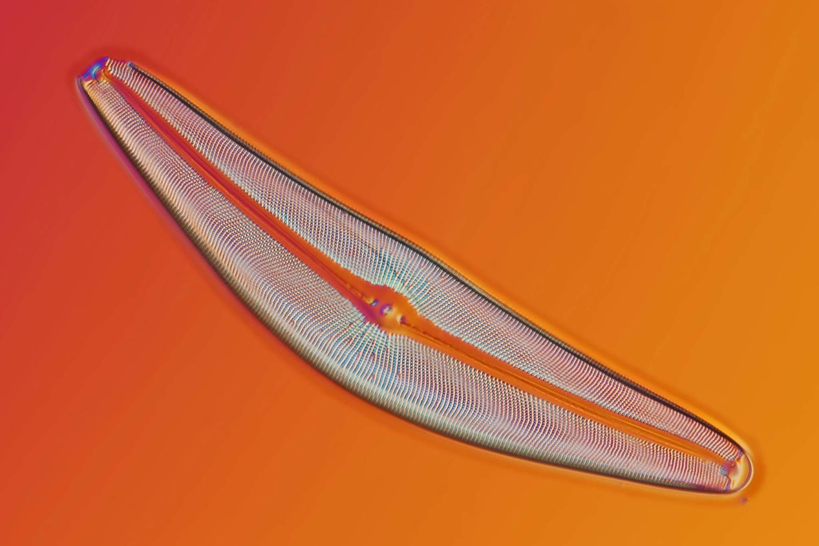 Frustule of Cymbella diatom | Nikon Small World