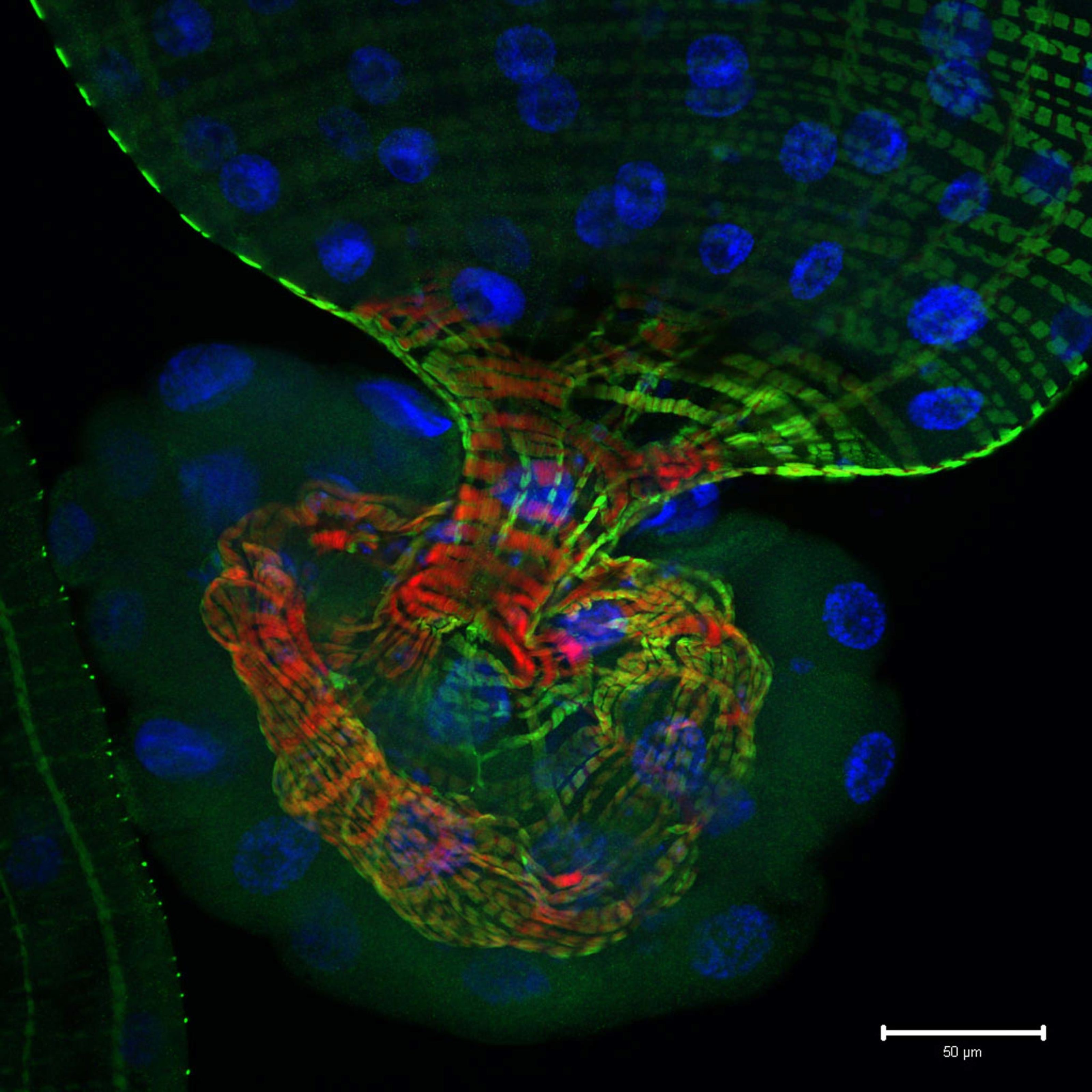 Single optical section through the tip of the gut of a Drosophila ...