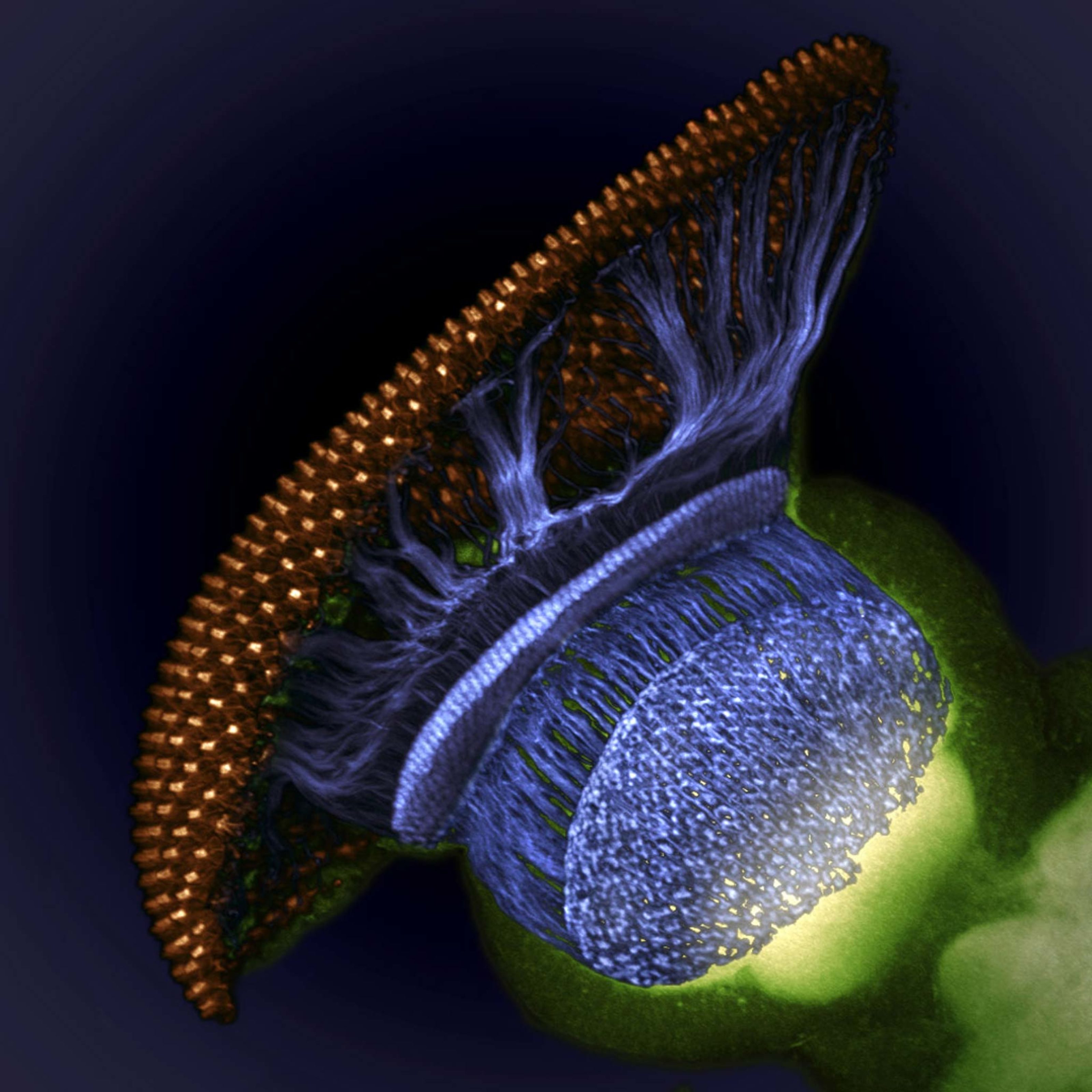 Drosophila melanogaster visual system | Nikon Small World