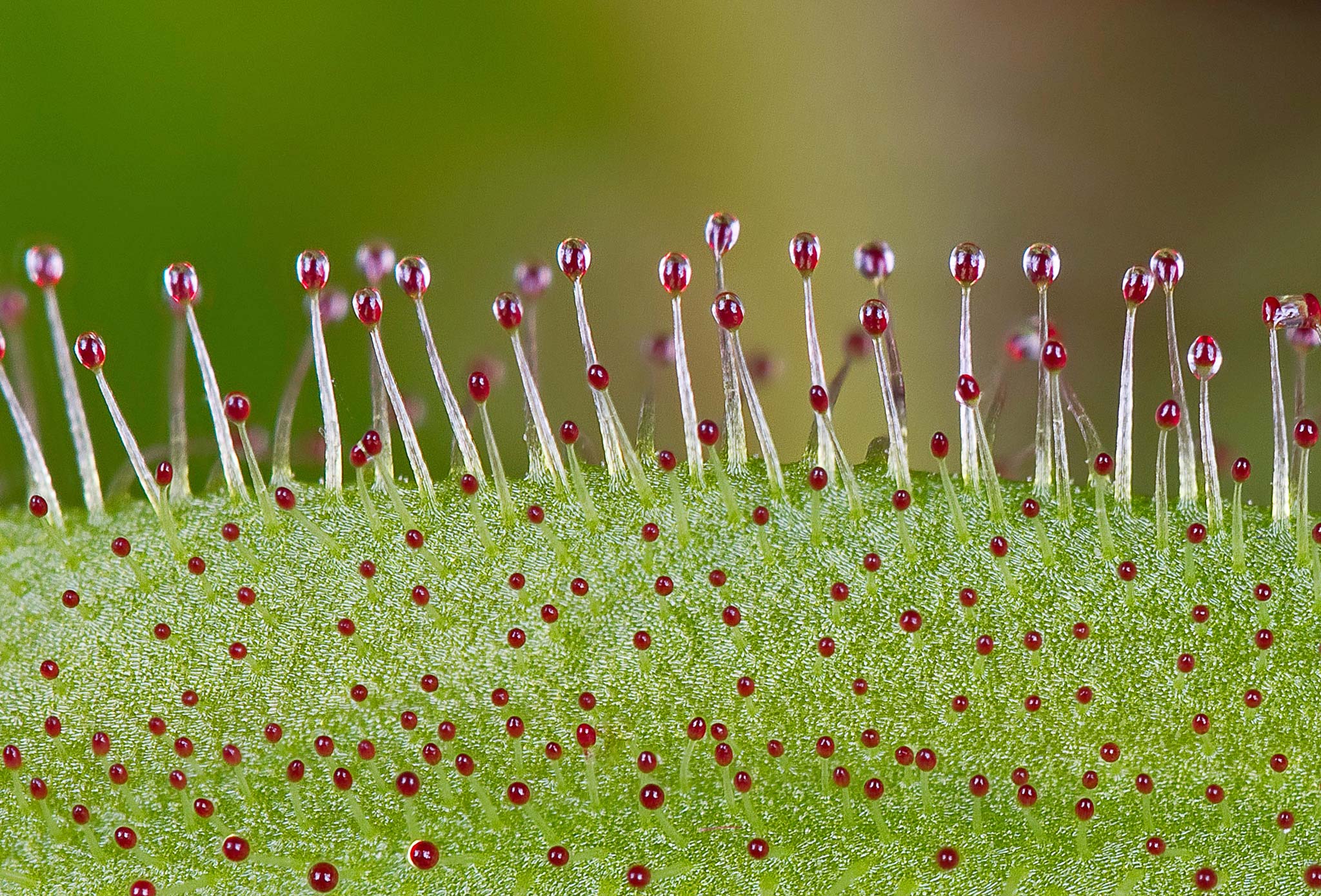 Glands in a leaf of Drosera capensis, a carnivorous plant Nikon’s