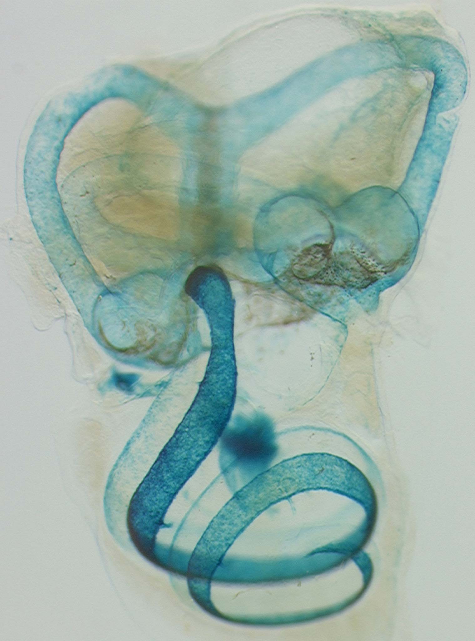 Mouse inner ear | Nikon Small World