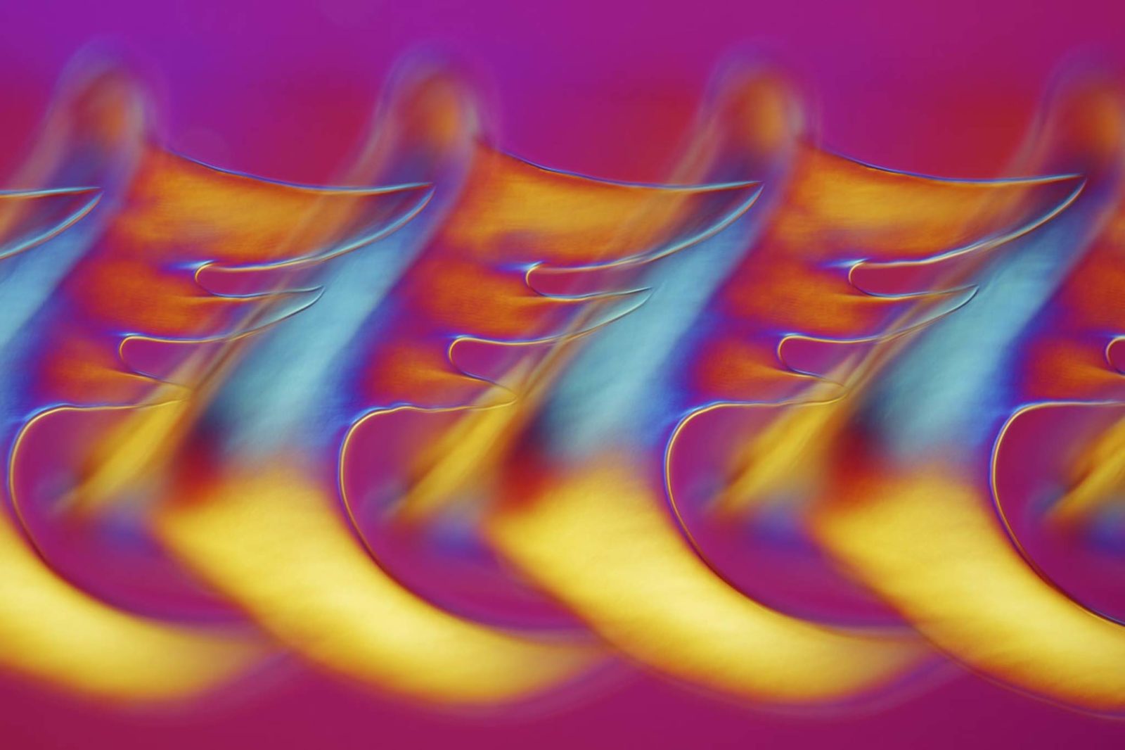 Radula (rasping organ) of the mollusc Buccinum undatum Whelk