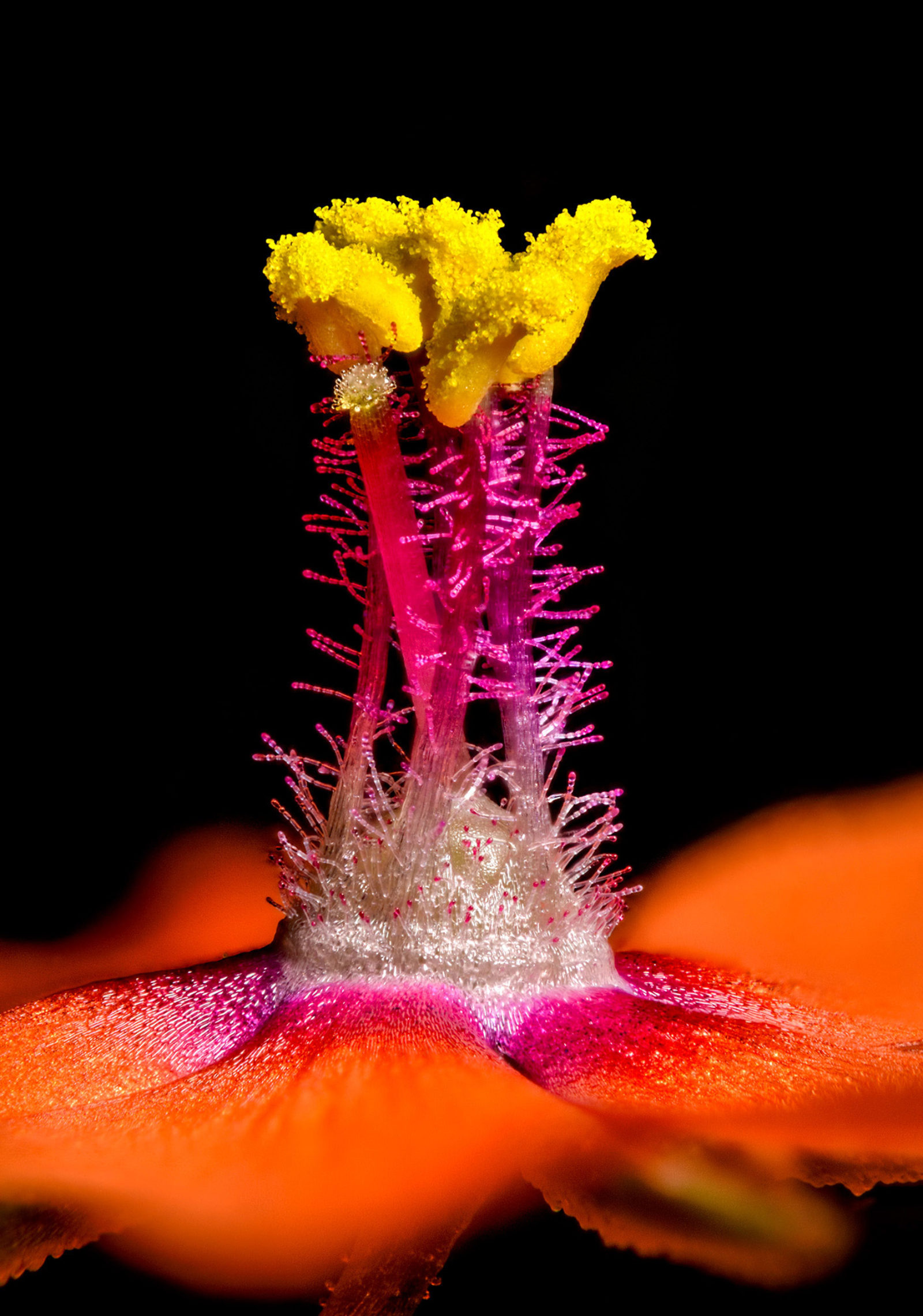 Фотография микро. Nikon small World Photomicrography. Цветы под микроскопом. Мир под микроскопом. Микрофотографии цветов.