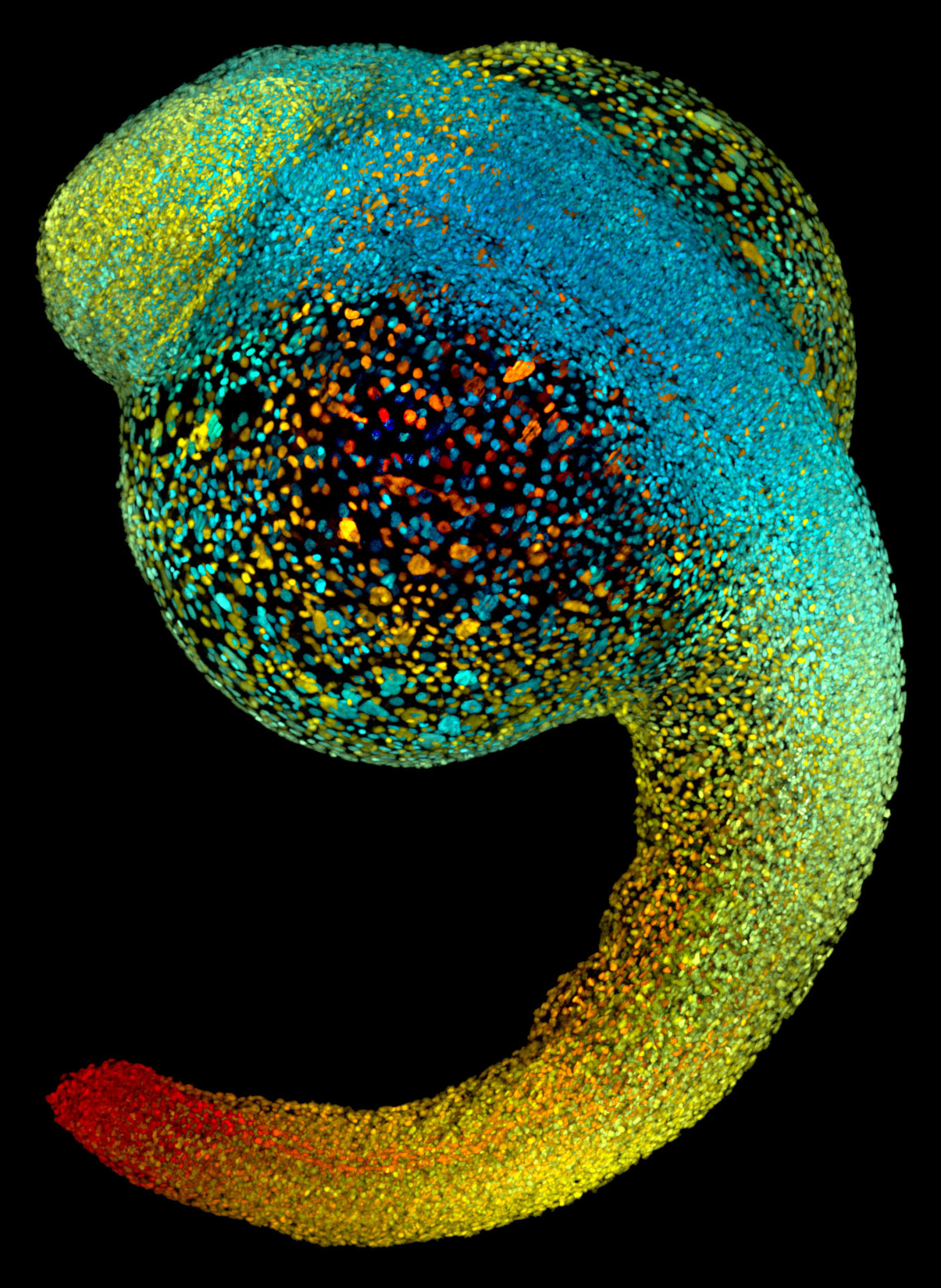 Live zebrafish embryo at 22 hours post-fertilization | 2014