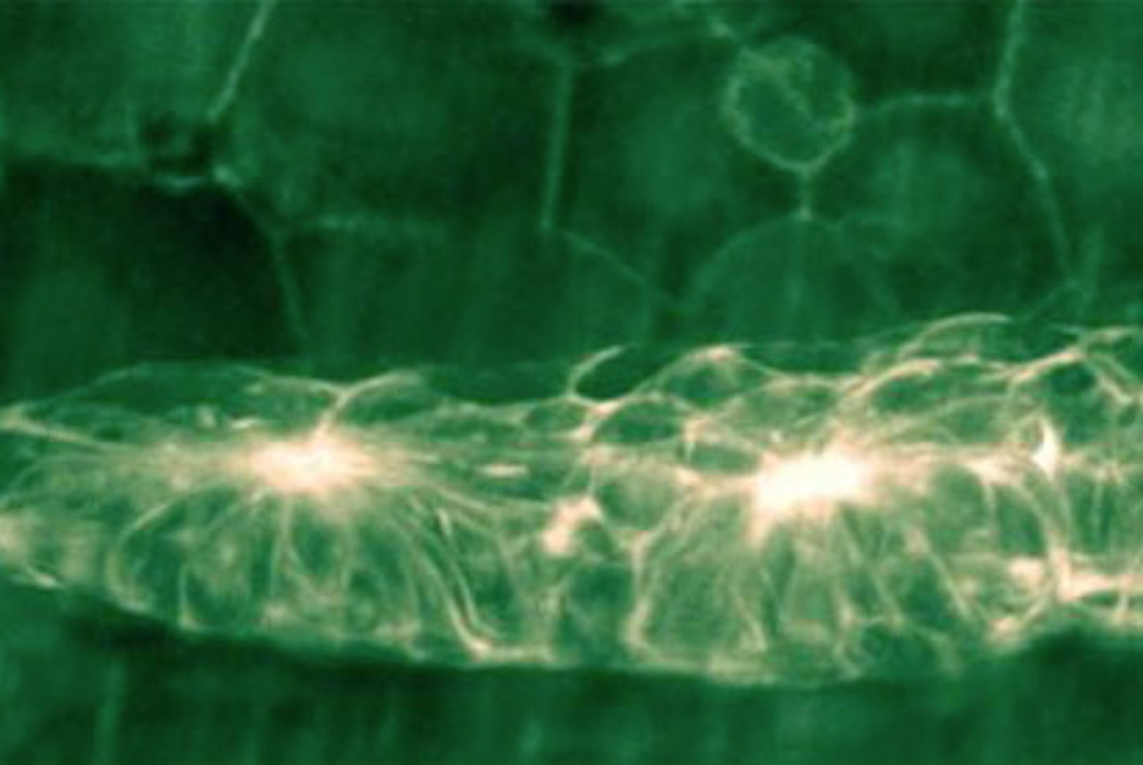 Zebrafish lateral line Nikon’s Small World