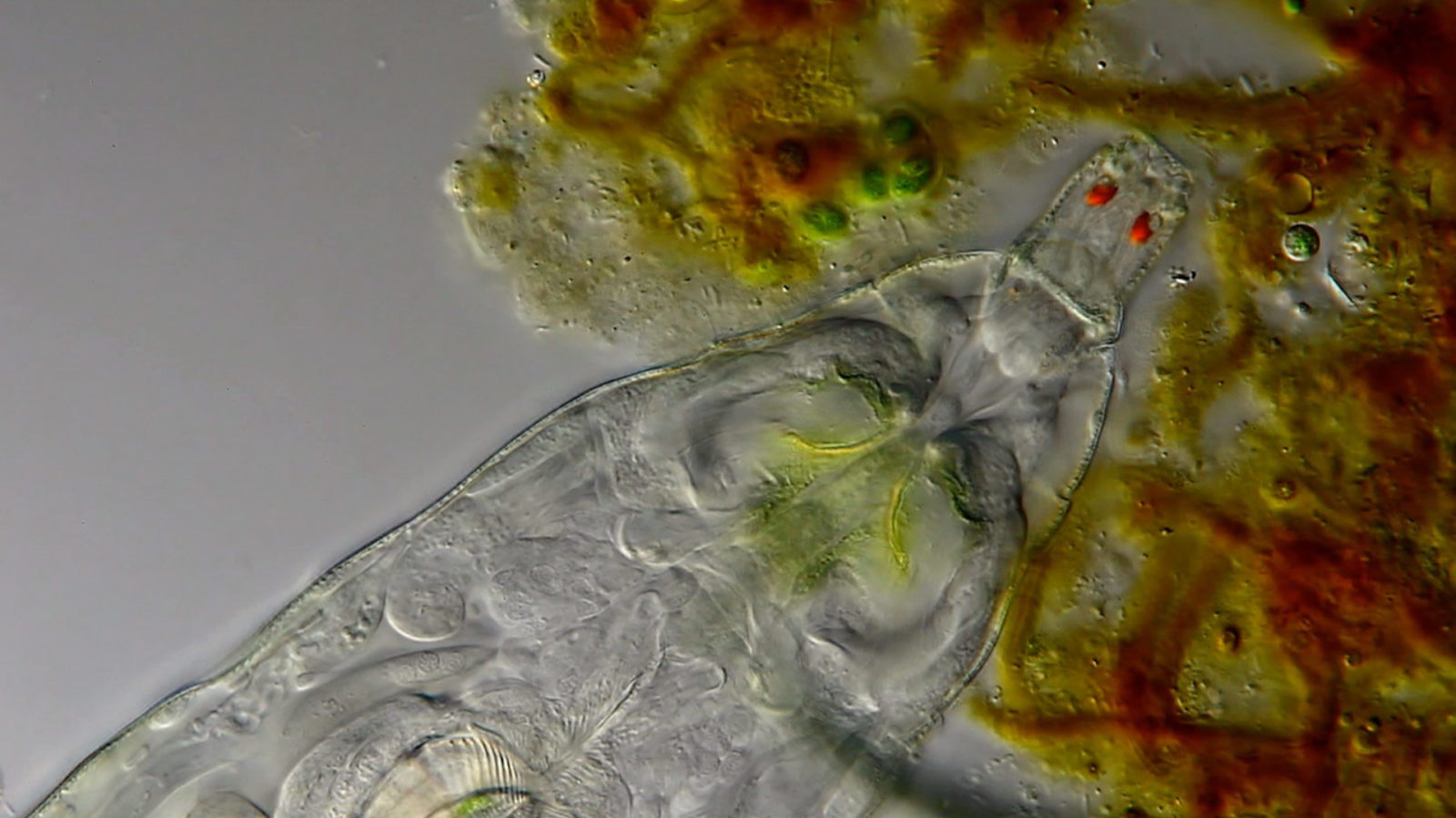 Rotifer (microscopic water creature) | Nikon Small World