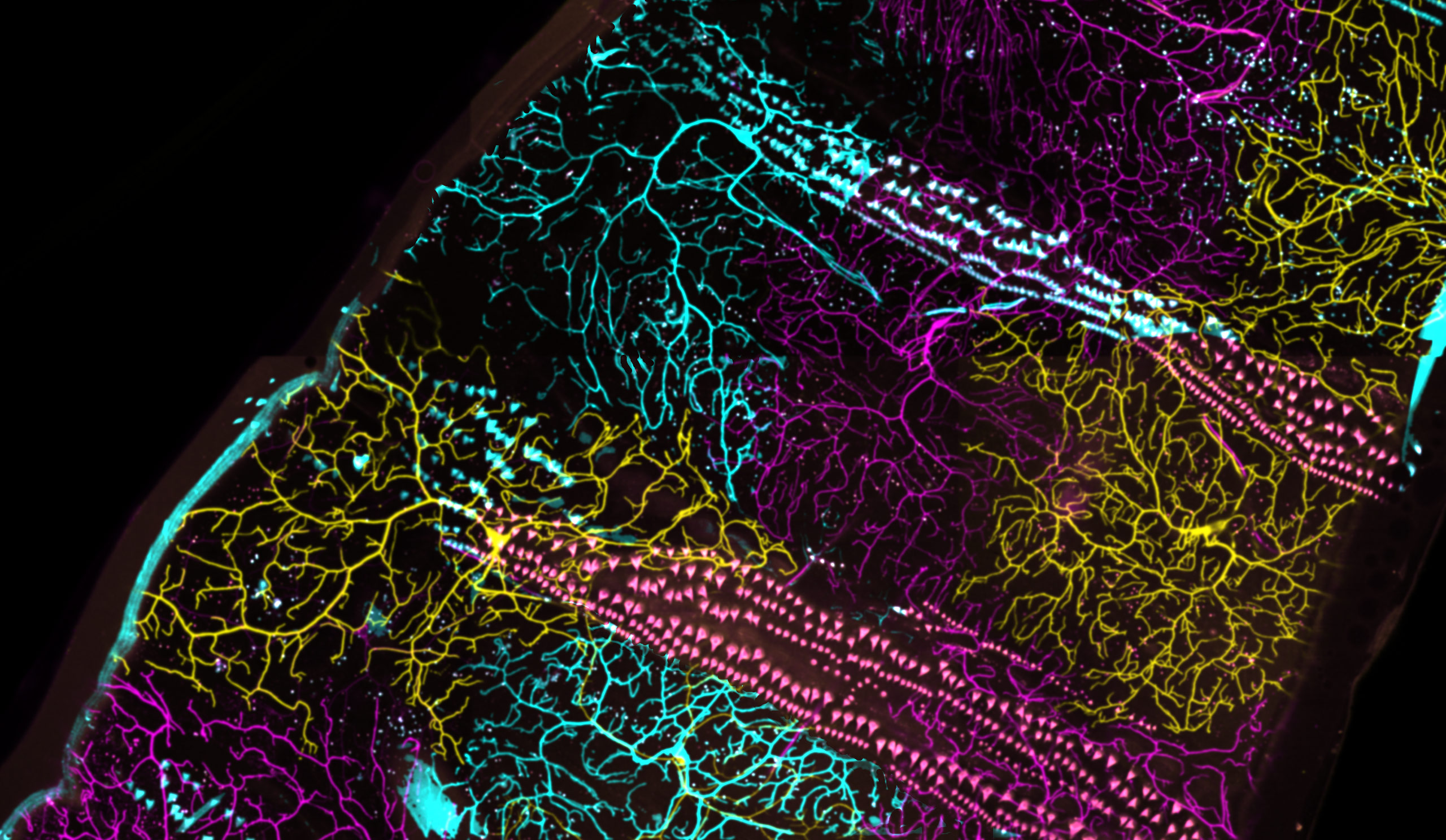 Individually colored neurons in a live fruit fly larva Nikon’s Small