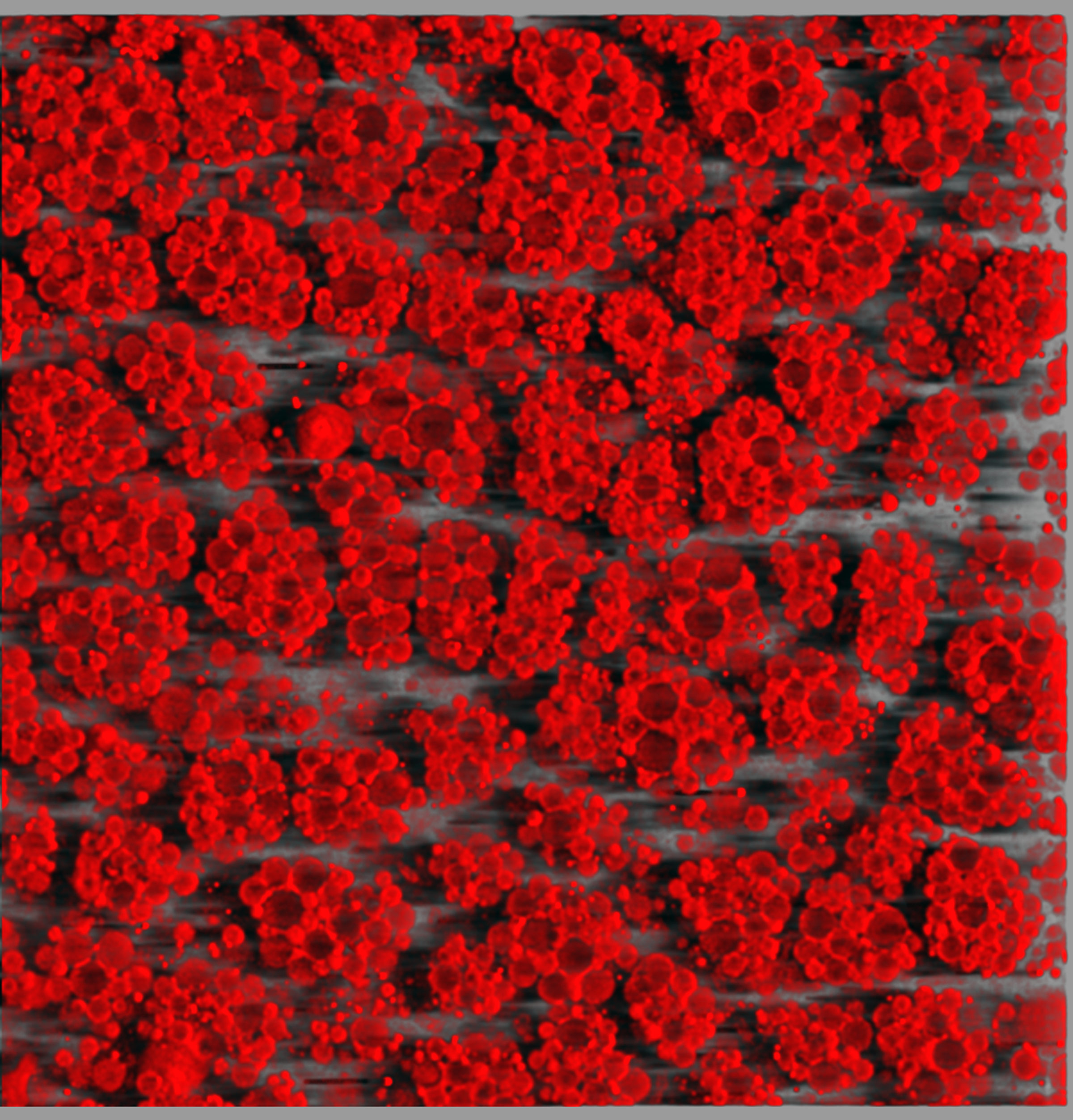 3D reconstruction of mouse brown adipose tissue | Nikon Small World