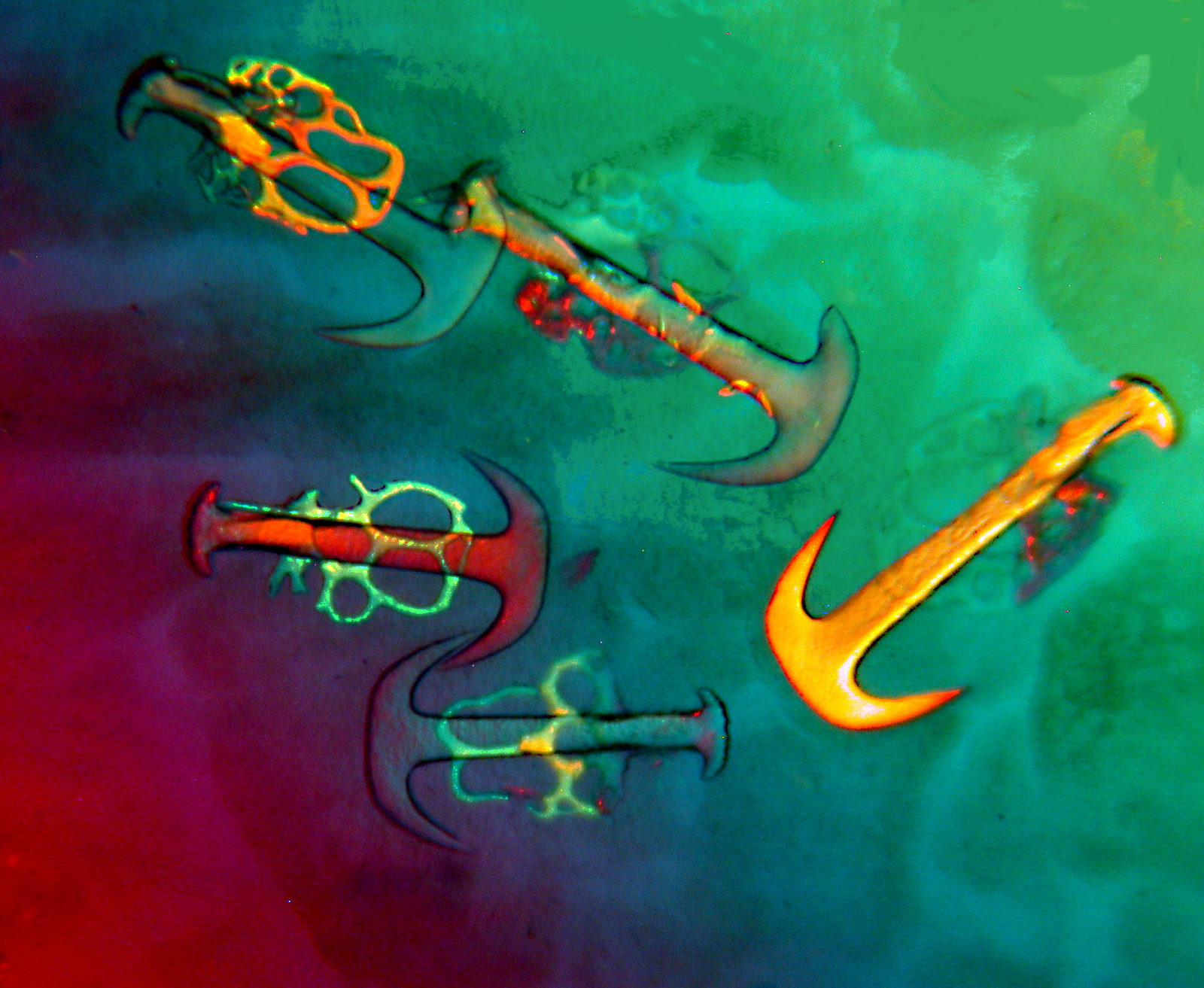 Skin of a sea cucumber (Synapta) Nikon’s Small World