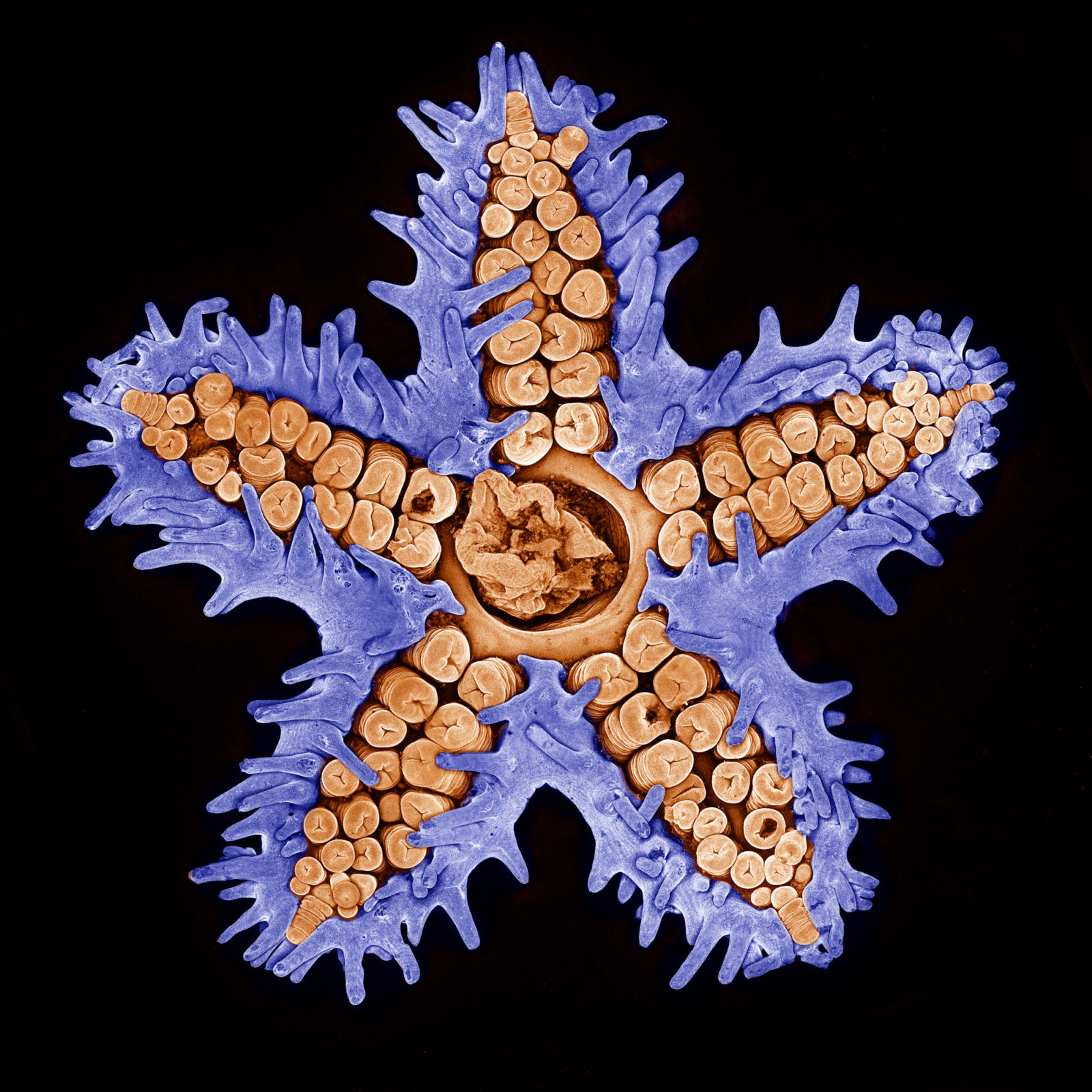 Starfish imaged using confocal microscopy | 2015 Photomicrography Competition