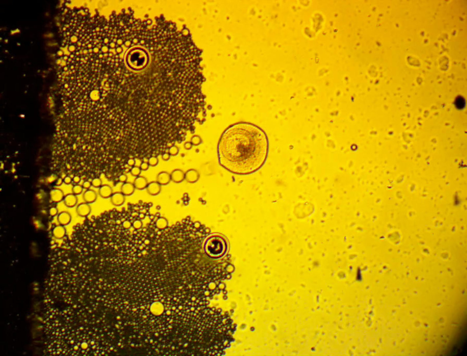 Chitosan capsules containing platinum reacting with hydrogen peroxide ...
