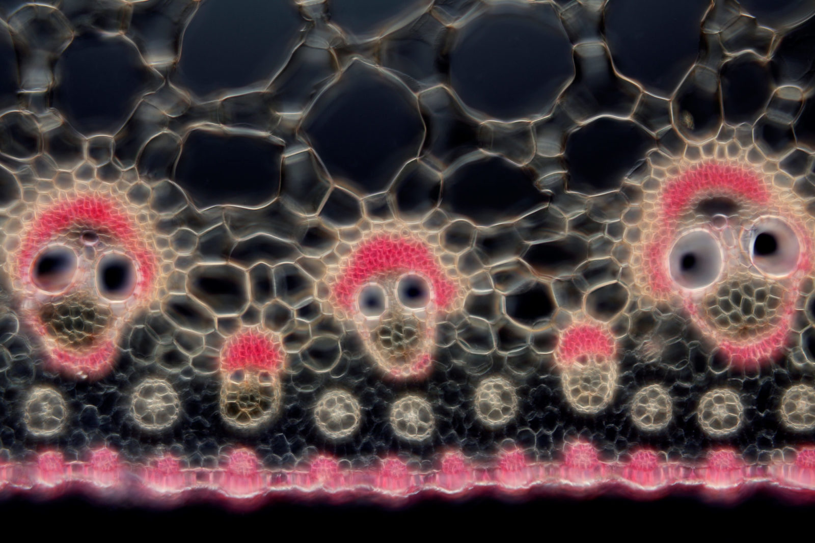 Какую клетку можно увидеть. Микрофотография клетки человека. Микромир под микроскопом. Клетка в микроскопе. Микромир через микроскоп.