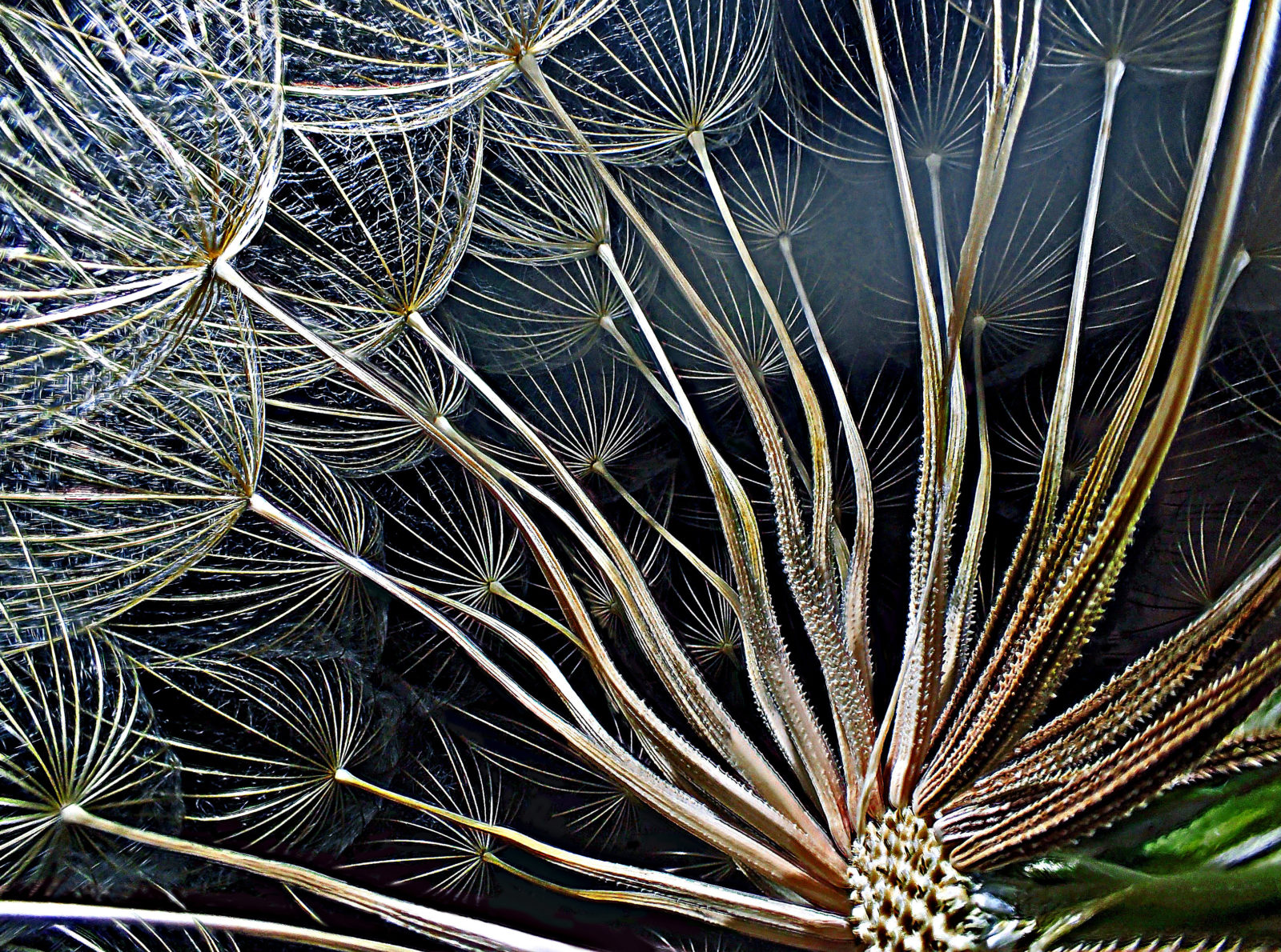 Семена под микроскопом. Пыльца микрофотографии. Семечка под микроскопом. Семена растений под микроскопом. Семена растений под микроскопом.