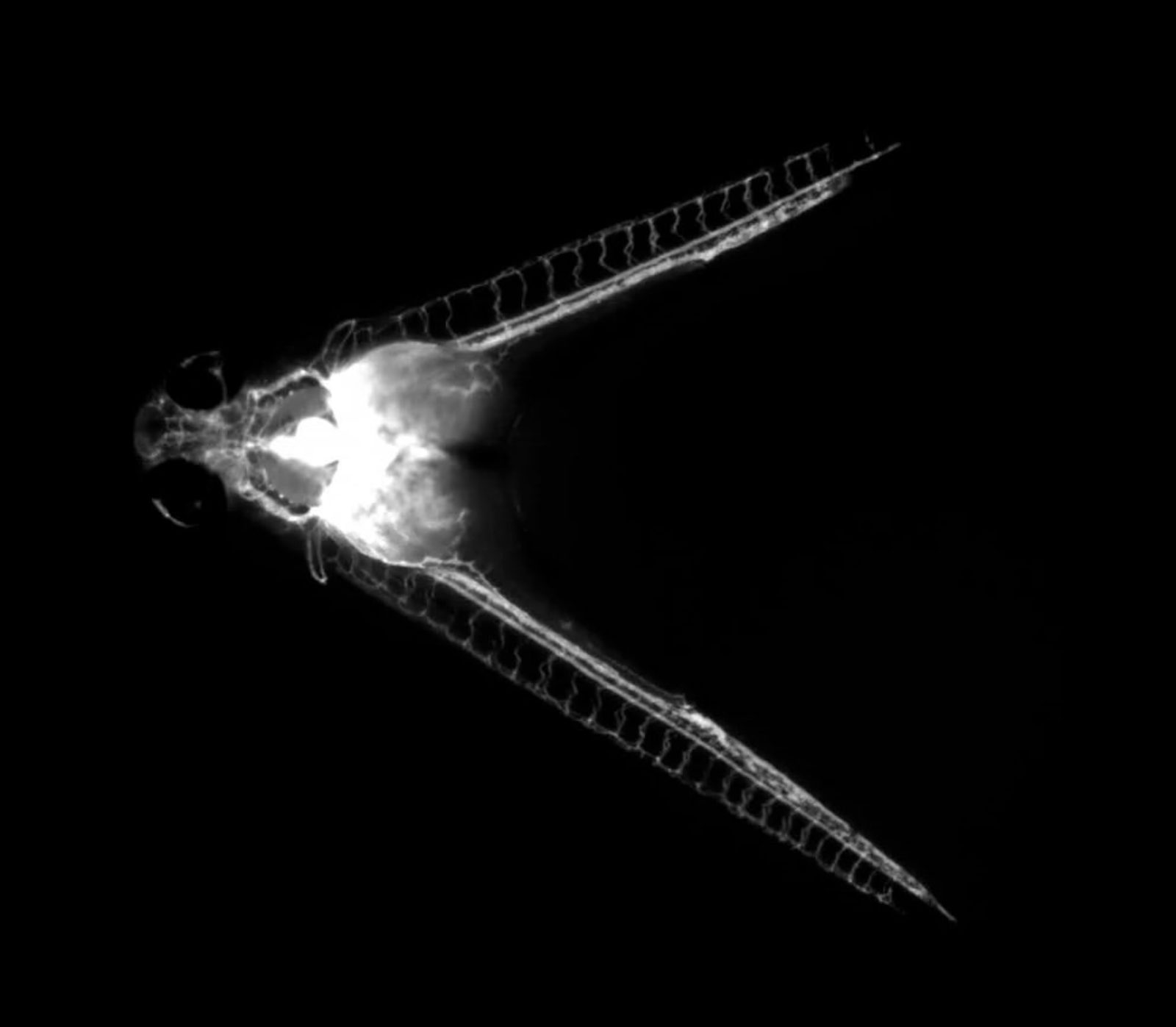 common blood flow between the parabiotic zebrafish embryos | 2016