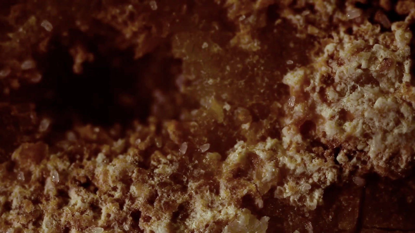 Hundreds of harmless cheese mites Nikon’s Small World