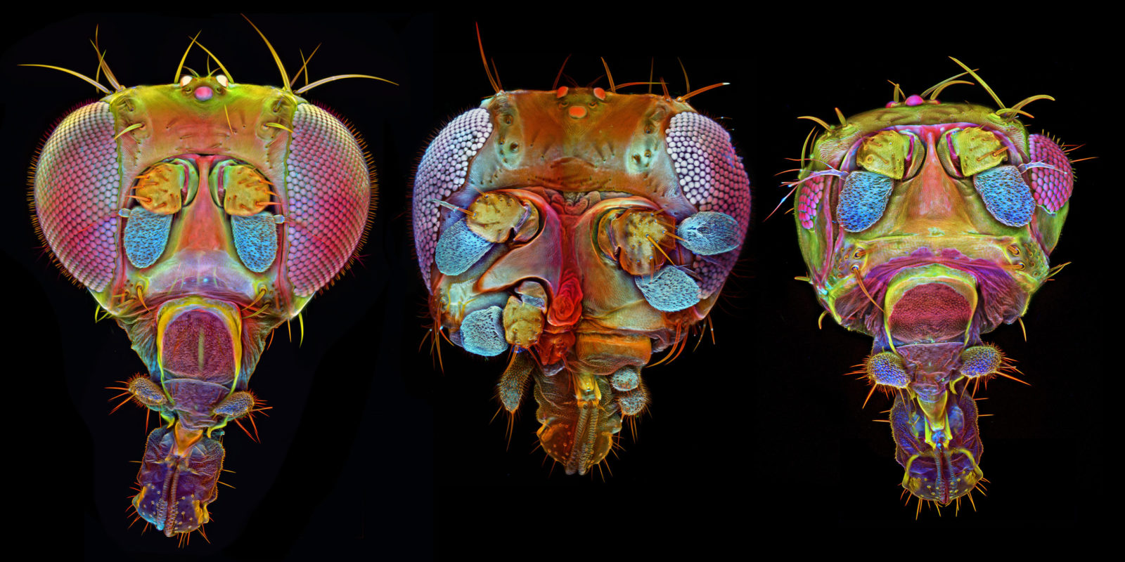 Drosophila (fruit fly) with mutant variations Nikon’s Small World