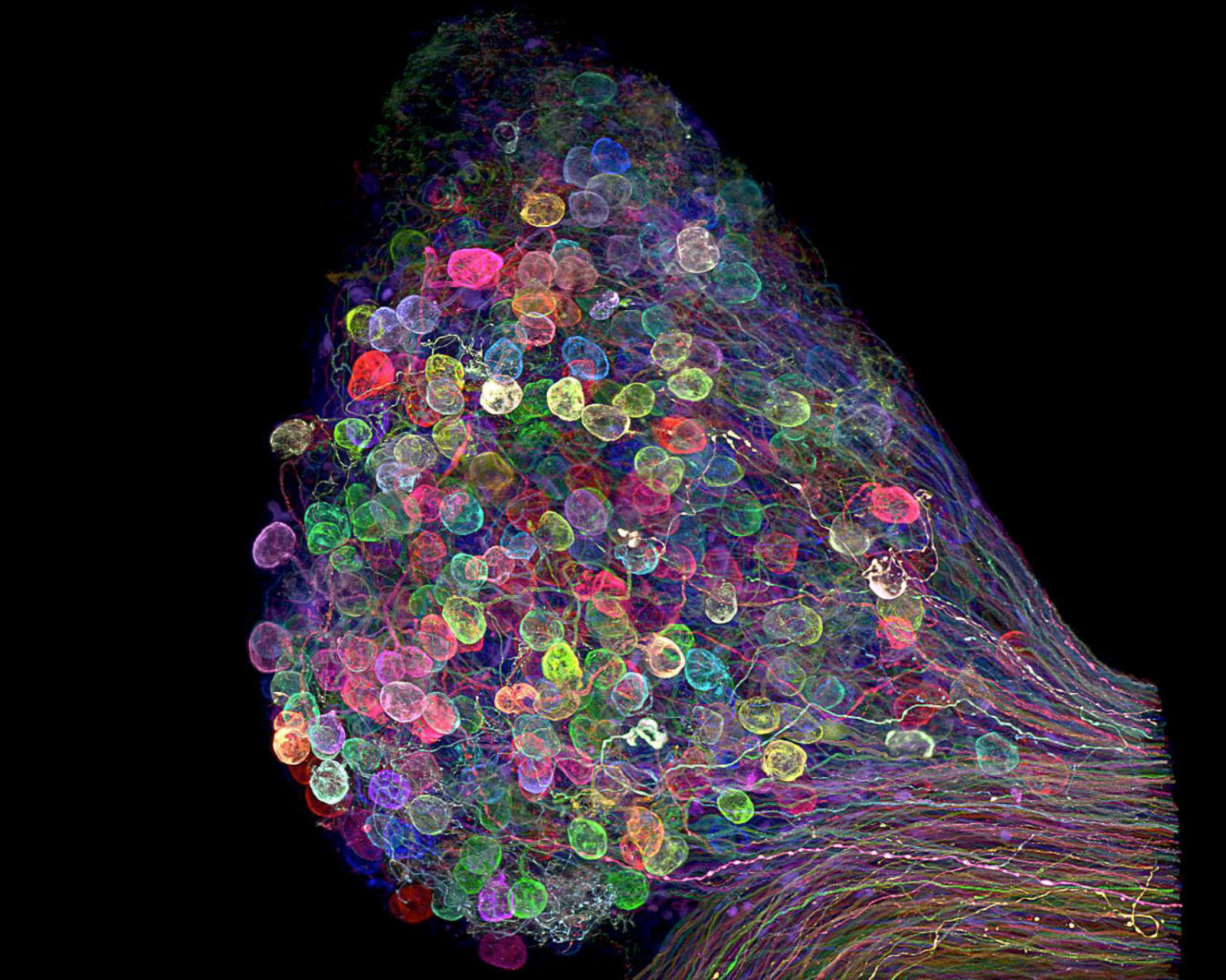 Individually labelled axons in an embryonic chick ciliary ganglion ...
