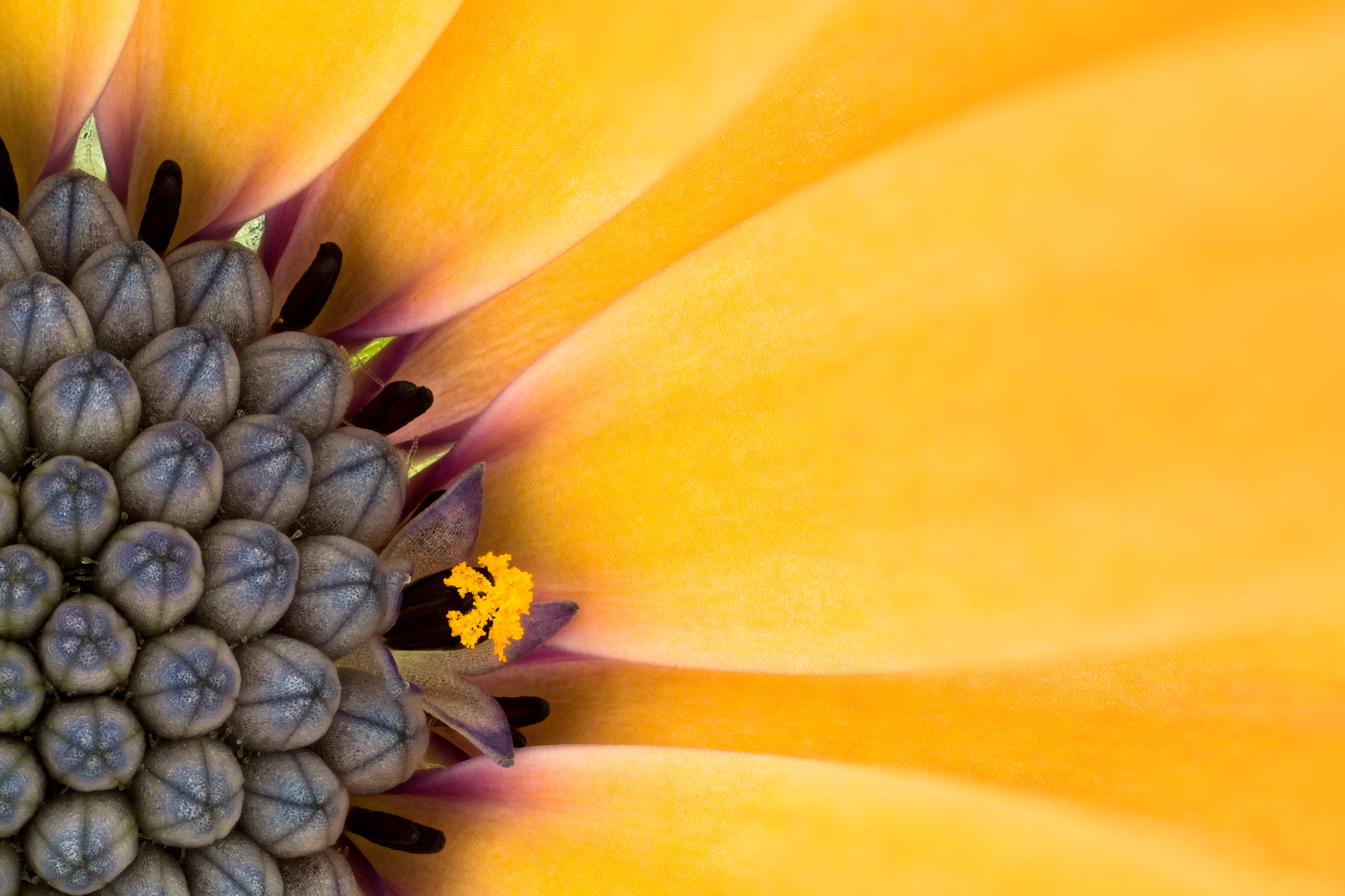 Simple compound flower in bloom Nikon’s Small World
