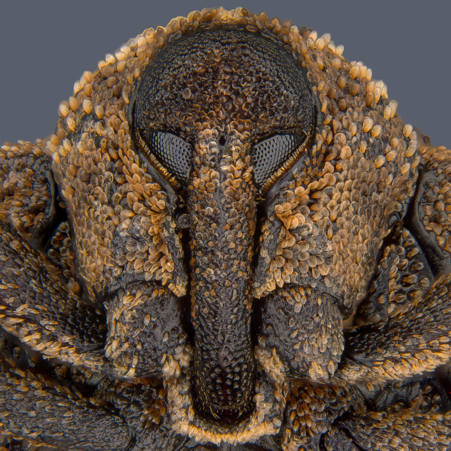 Mango Seed Wevil, Nikon Small World competion, Pia Scanlon