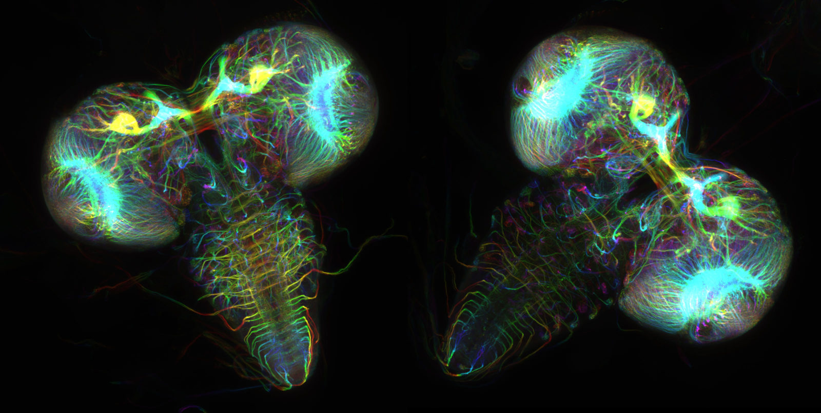 Drosophila melanogaster (fruit fly) larval brains Nikon’s Small World
