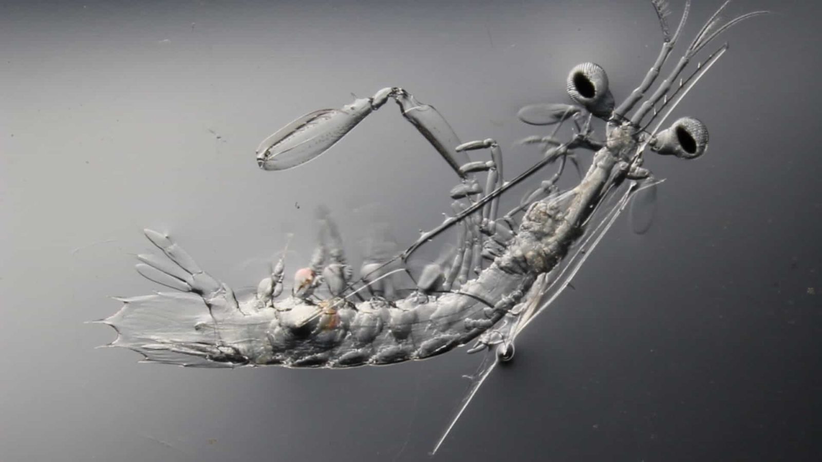 Oratosquilla oratorio (Japanese mantis shrimp) larva Nikon’s Small World
