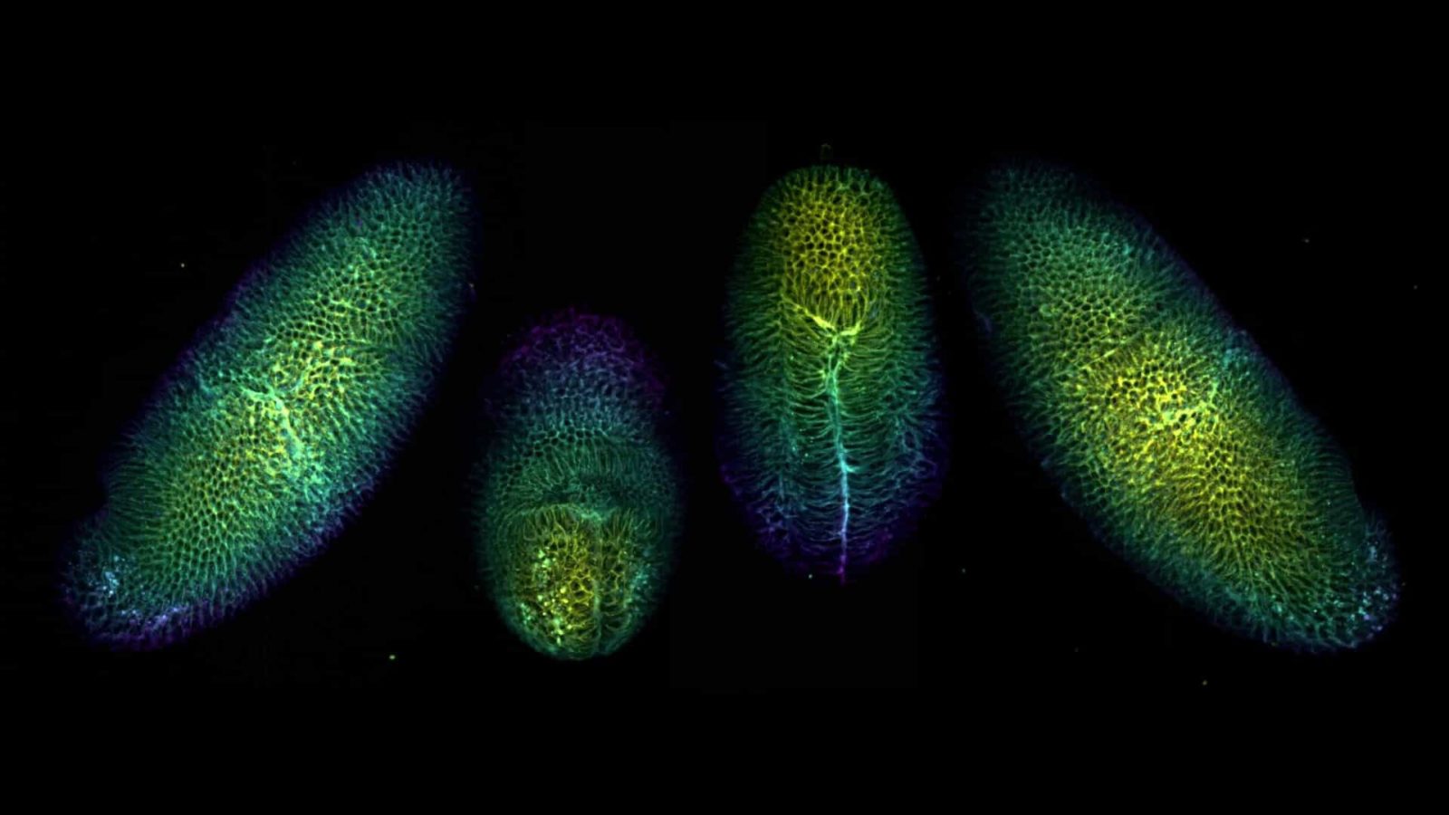 Fruit fly embryo viewed from four angles Nikon’s Small World