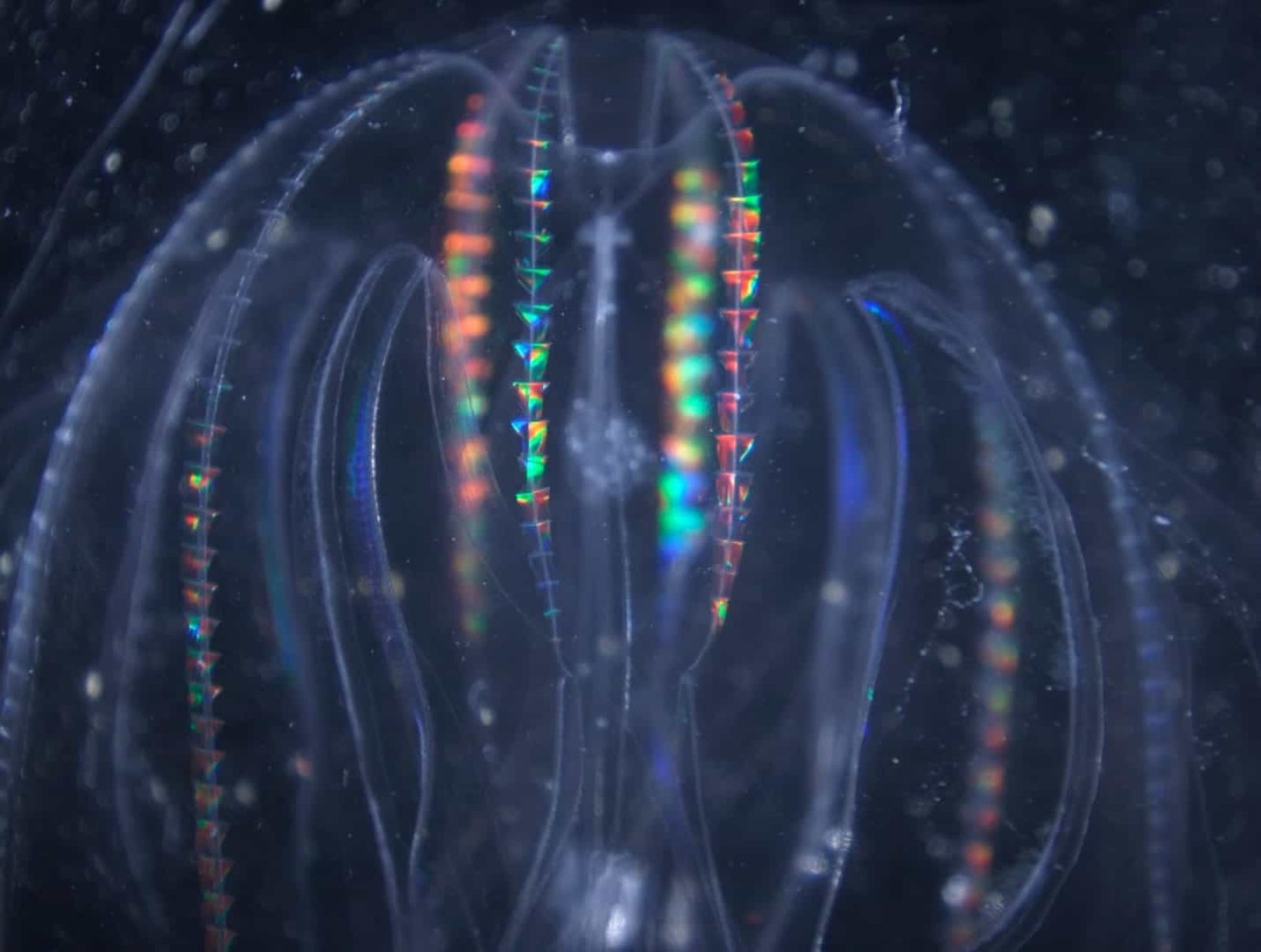 Light refracted by cilia on ctenophores jellies) Nikon’s Small