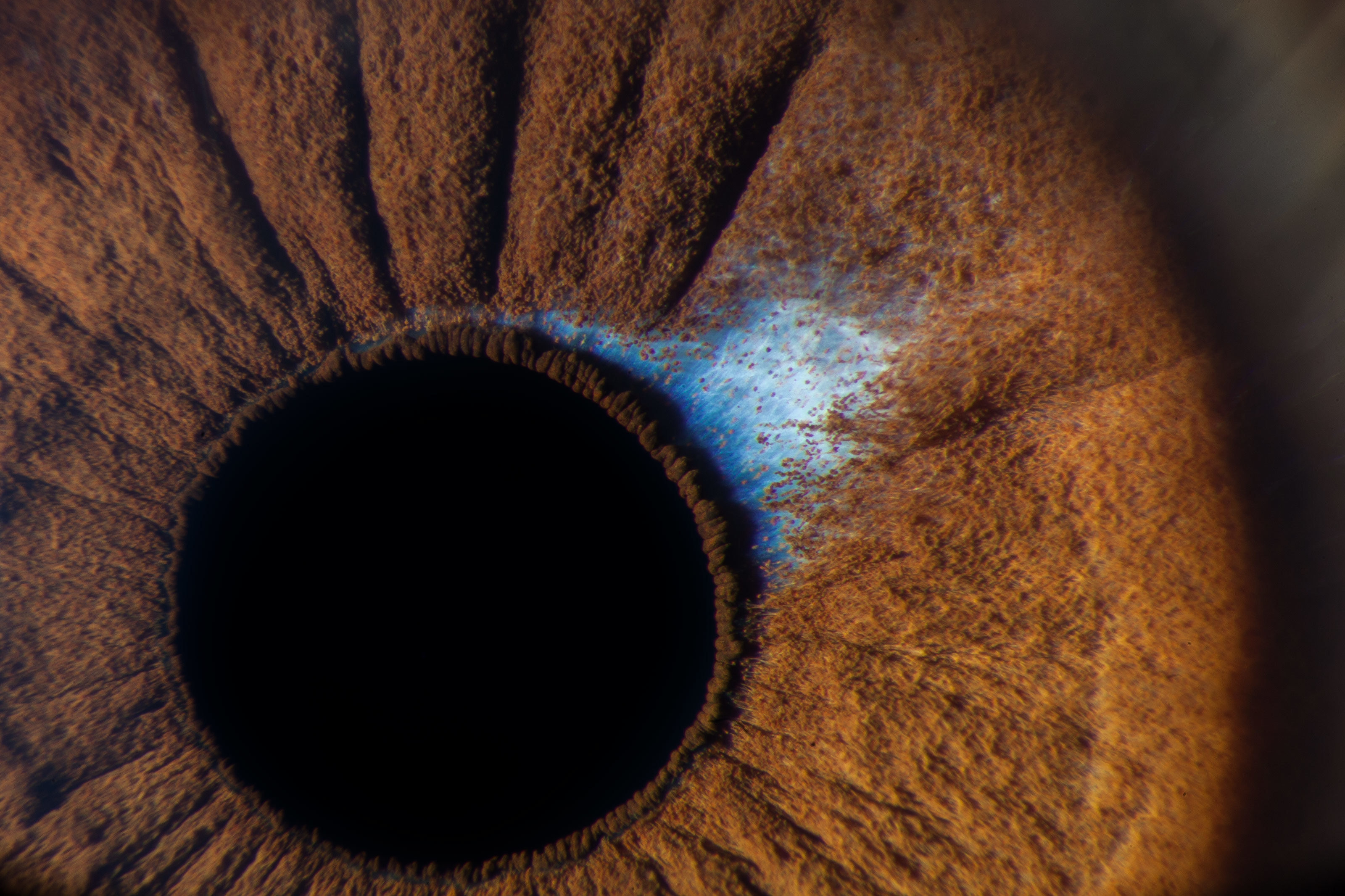 Iris of a human eye Nikon’s Small World