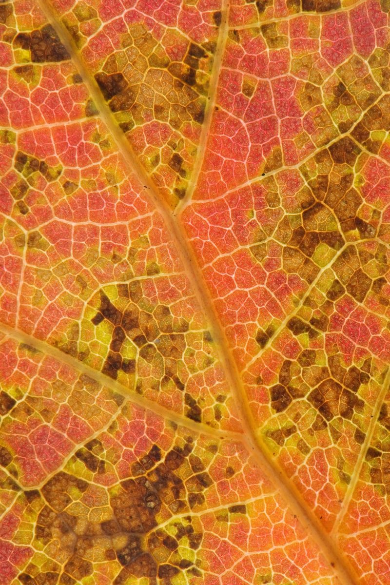 Underside of an Quercus rubra (northern red oak) leaf | Nikon’s Small World