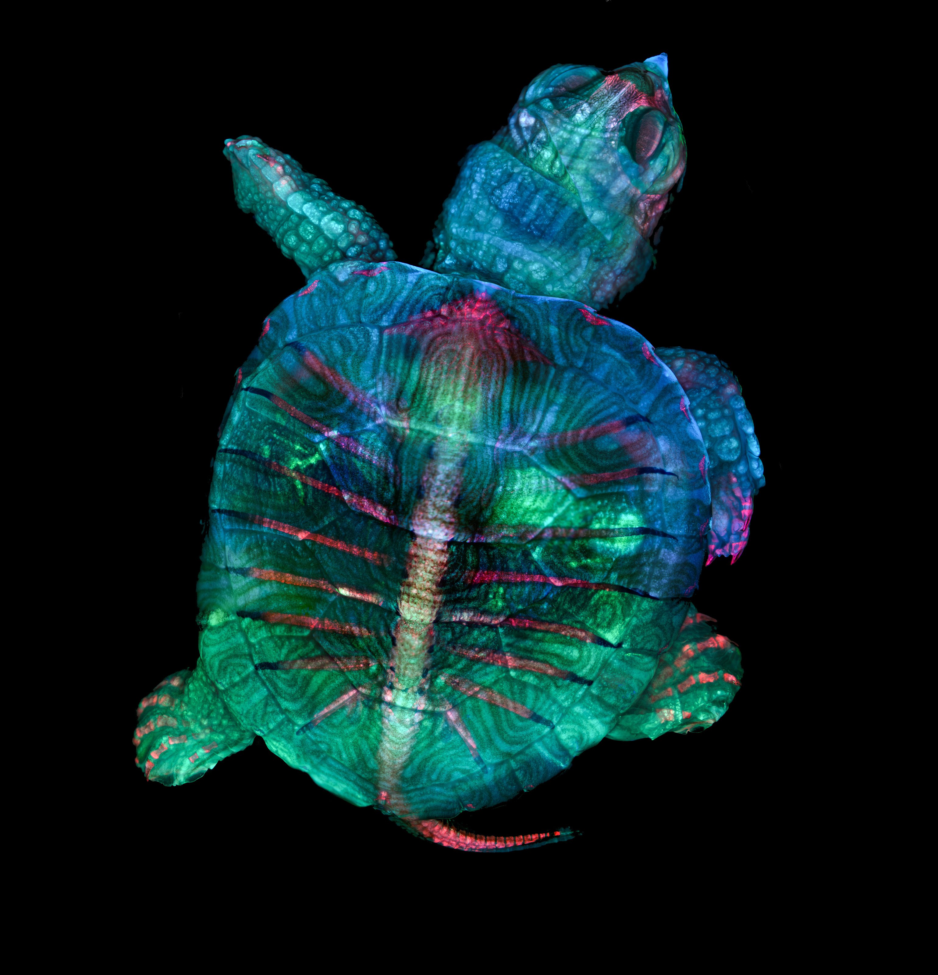 Fluorescent turtle embryo | Nikon’s Small World