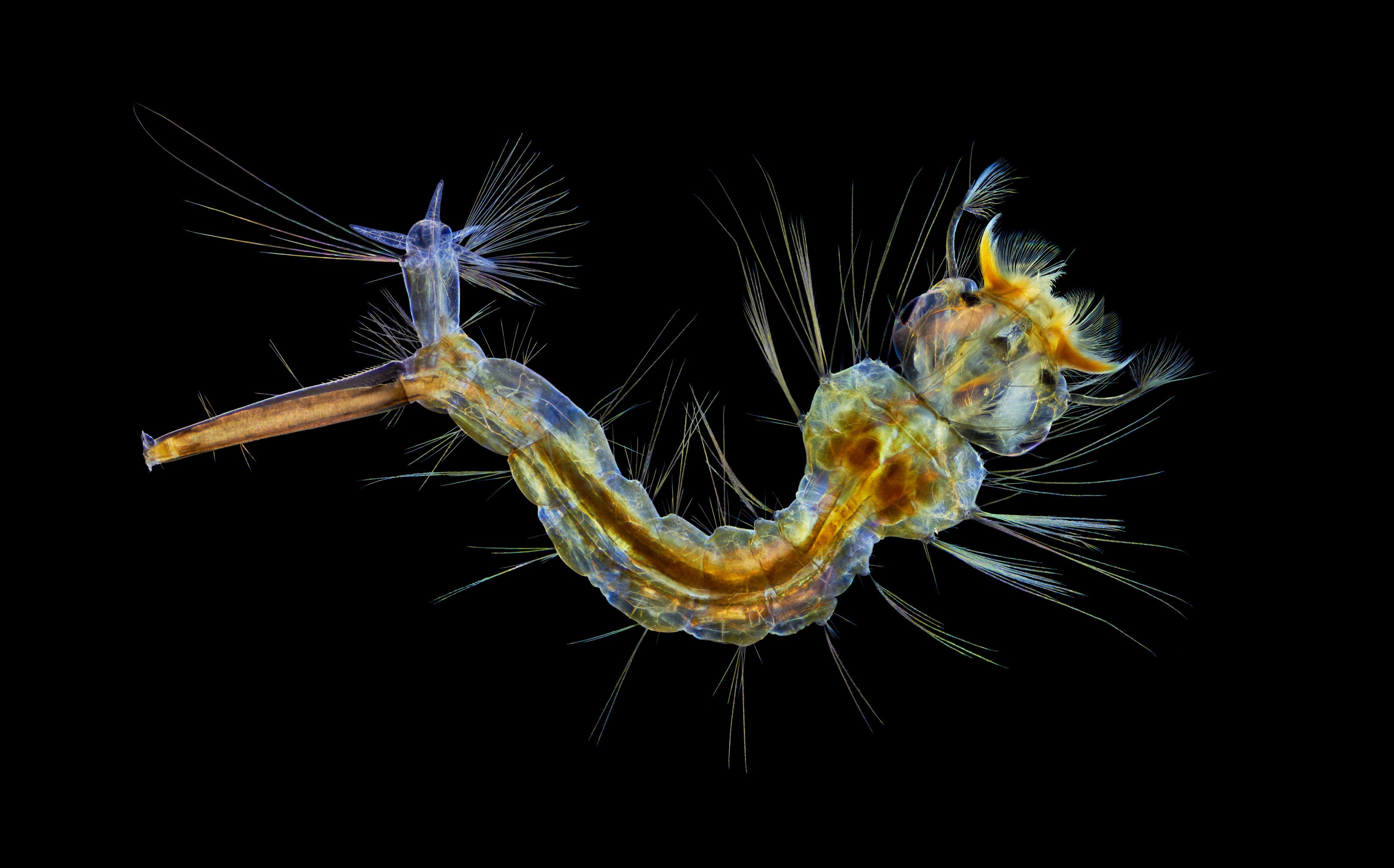 https://www.nikonsmallworld.com/images/photos/2019/12-Mosquito-larva.jpg