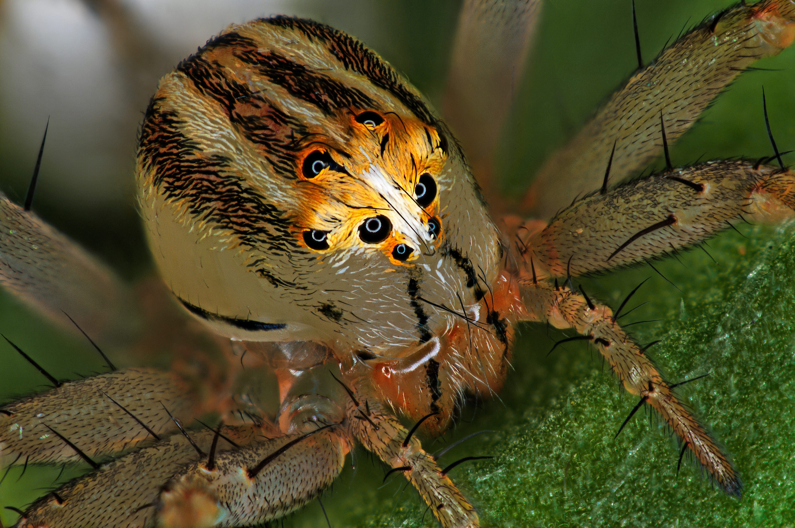 https://www.nikonsmallworld.com/images/photos/2019/14-Oxyopes_dumonti-femelle-Antoine_FRANCK-Cirad.jpg