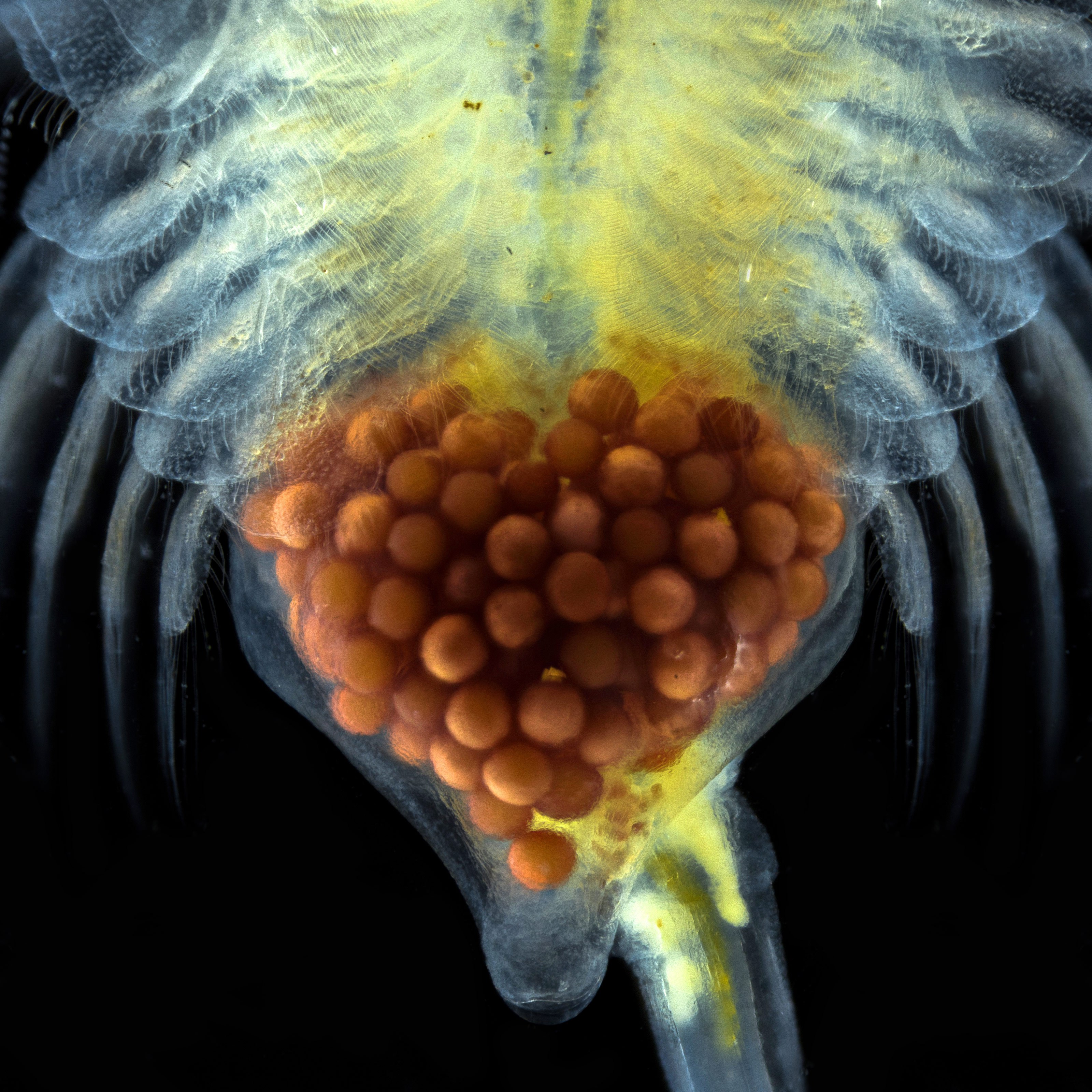 Eggs inside a brine shrimp Nikon’s Small World