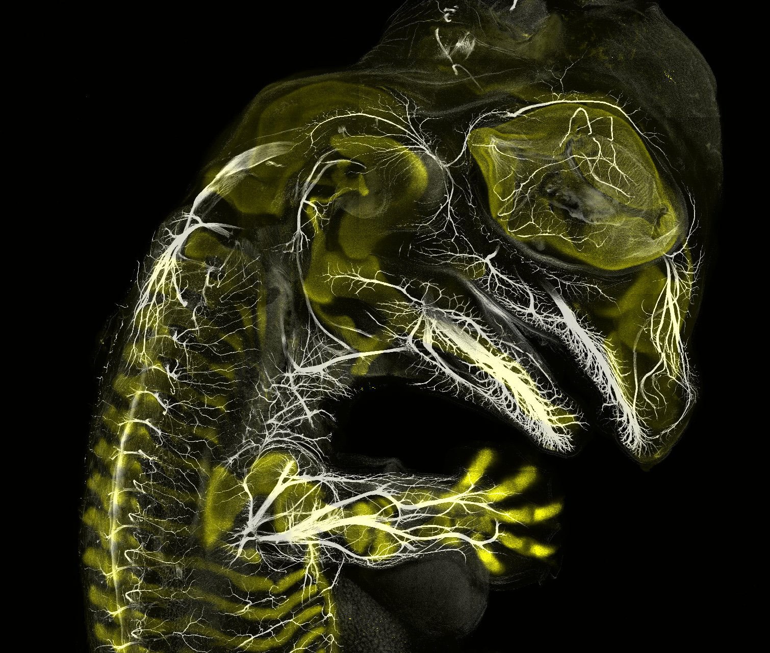 https://www.nikonsmallworld.com/images/photos/2019/3-alligator-embryo-stage-13-nerves-and-cartilage.jpg