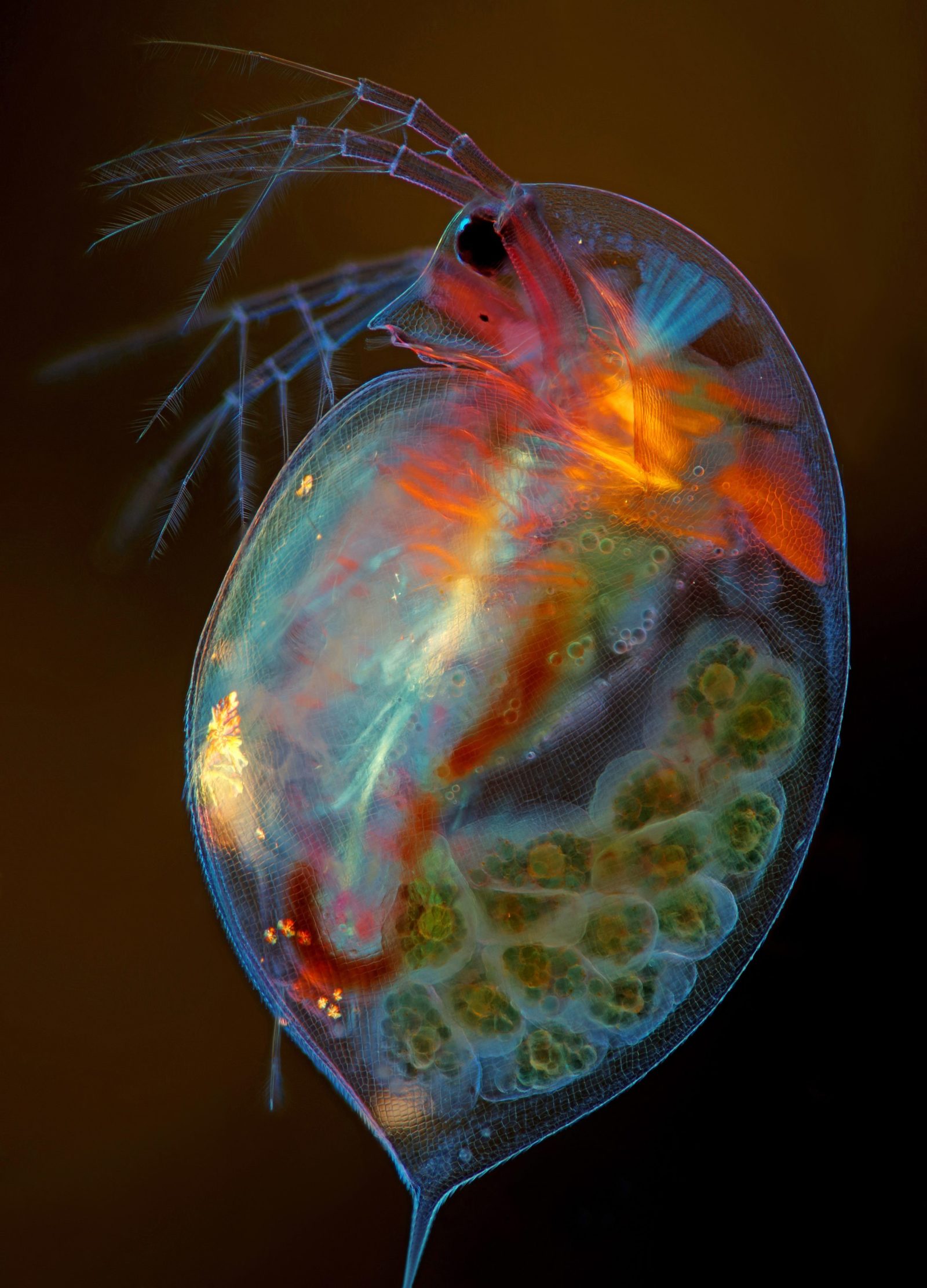 Pregnant Daphnia magna (small planktonic crustacean) | 2019  Photomicrography Competition | Nikon's Small World