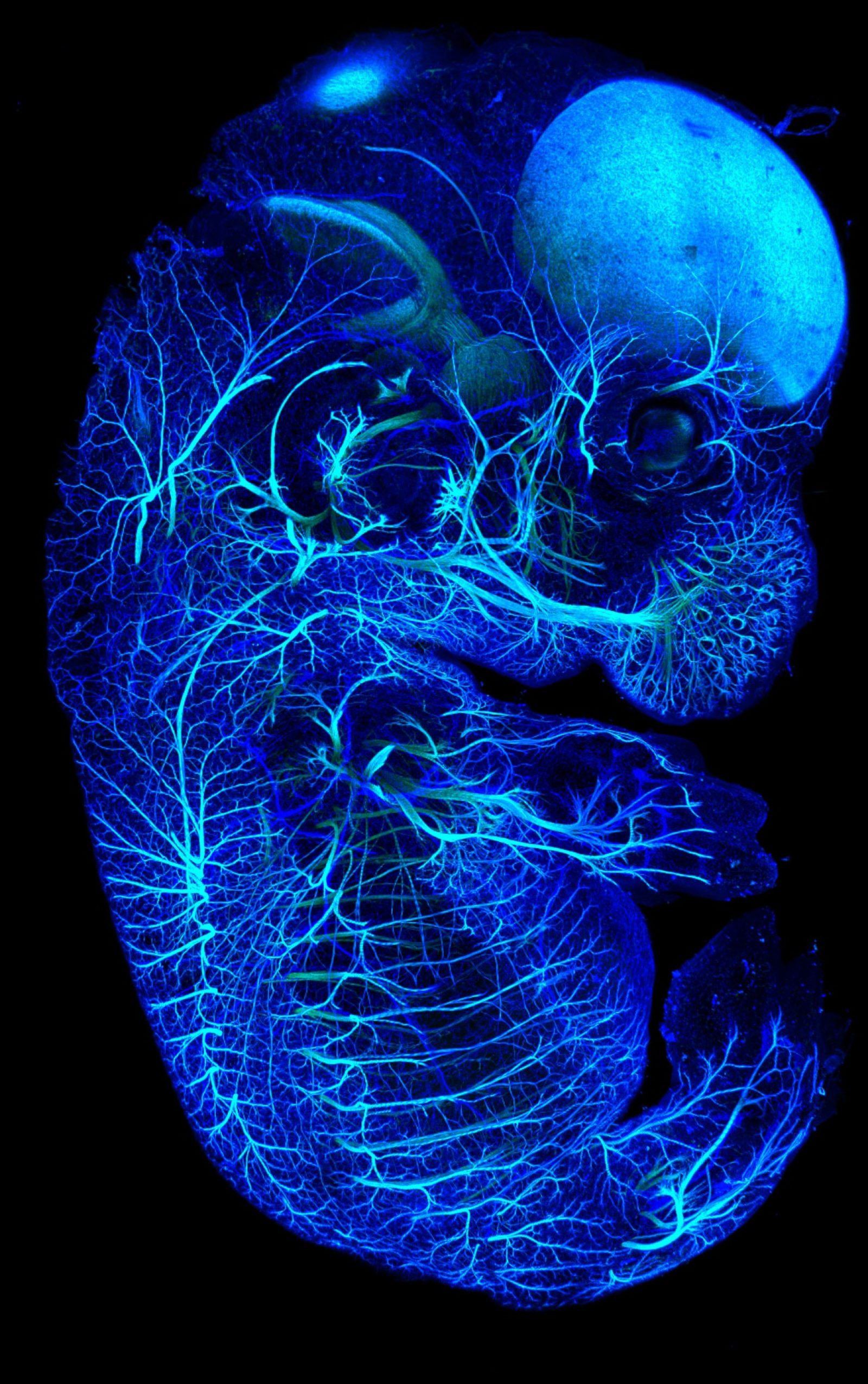 13.5 day old mouse embryo rendered transparent for visualization of