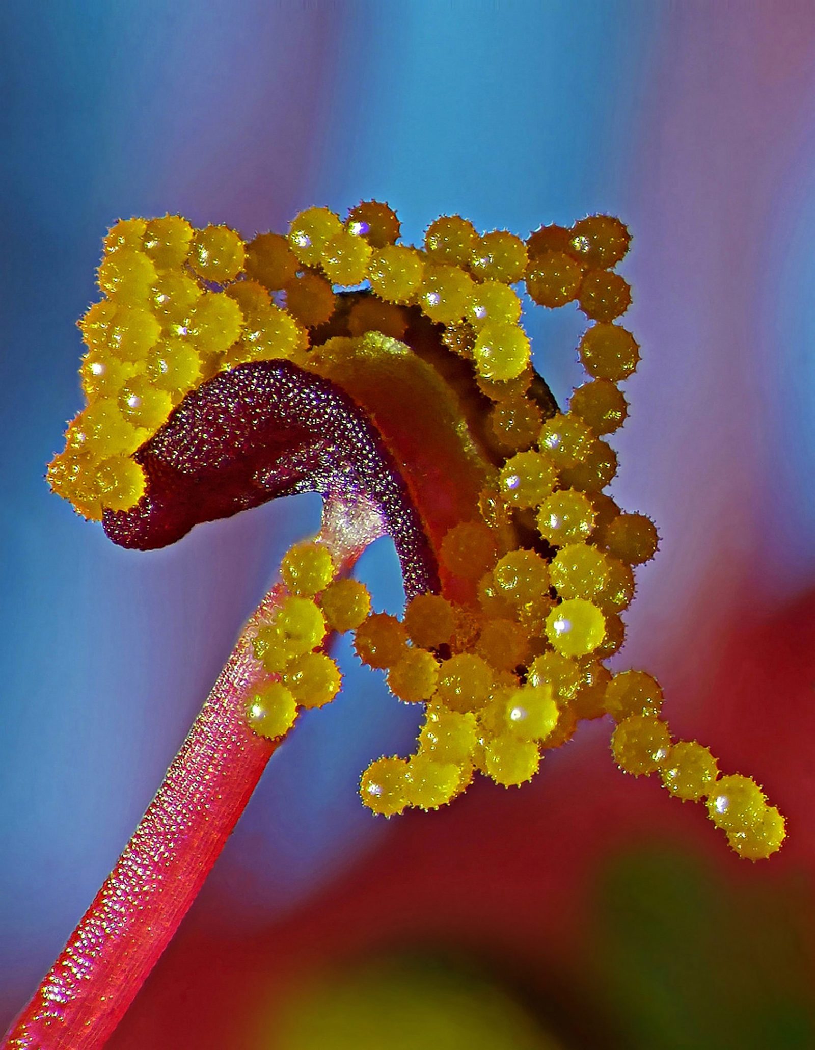 Hibiscus pollen Nikon’s Small World