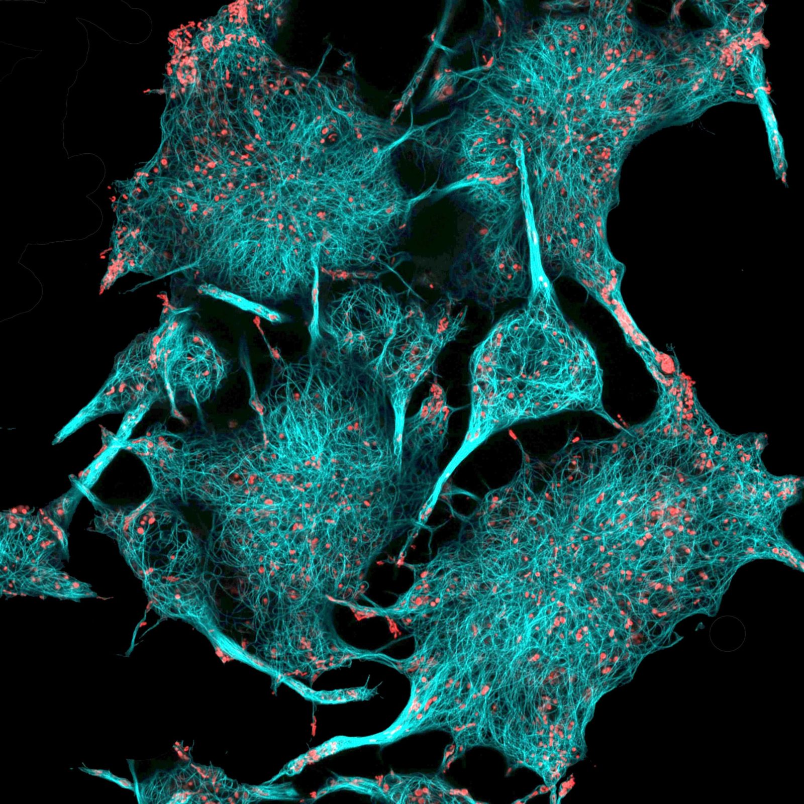 Фото Виды Под Микроскопом – Telegraph