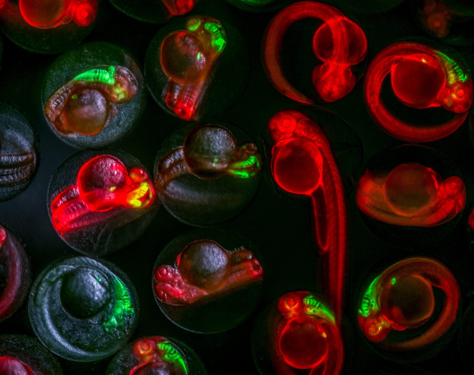 Zebrafish-embryos_x20.jpg