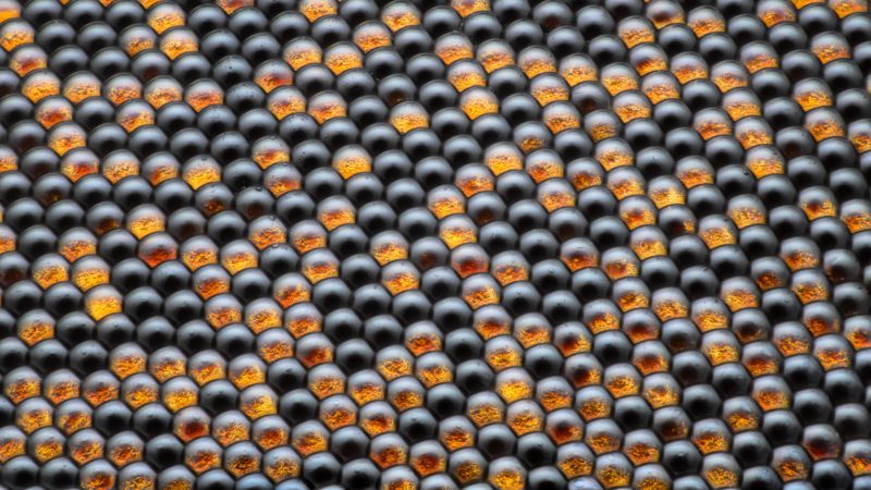 Housefly compound eye pattern, 2019 Photomicrography Competition