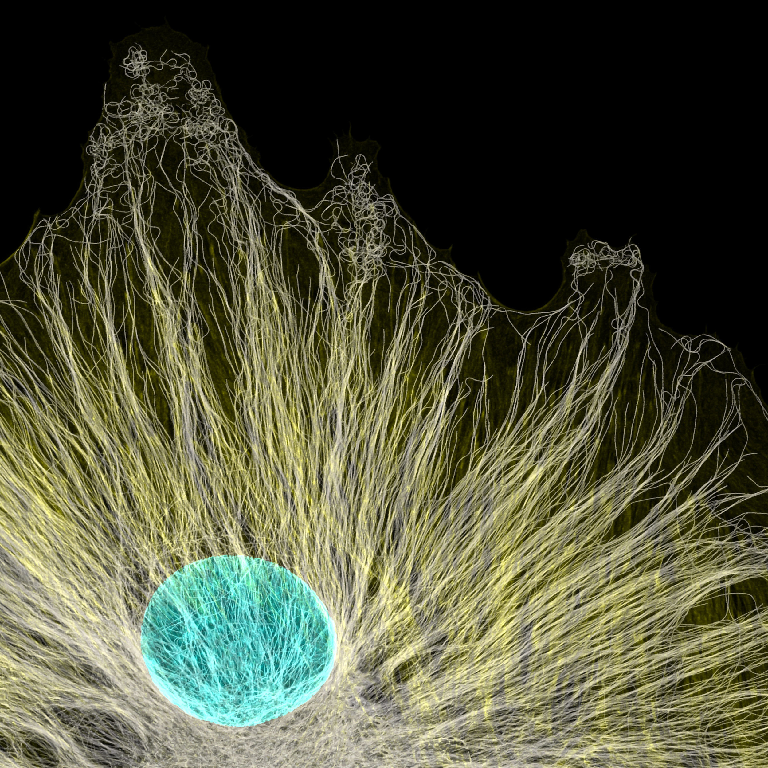 Fluorescence image of microtubule (yellow) and the nucleus (cyan) inside a cell.