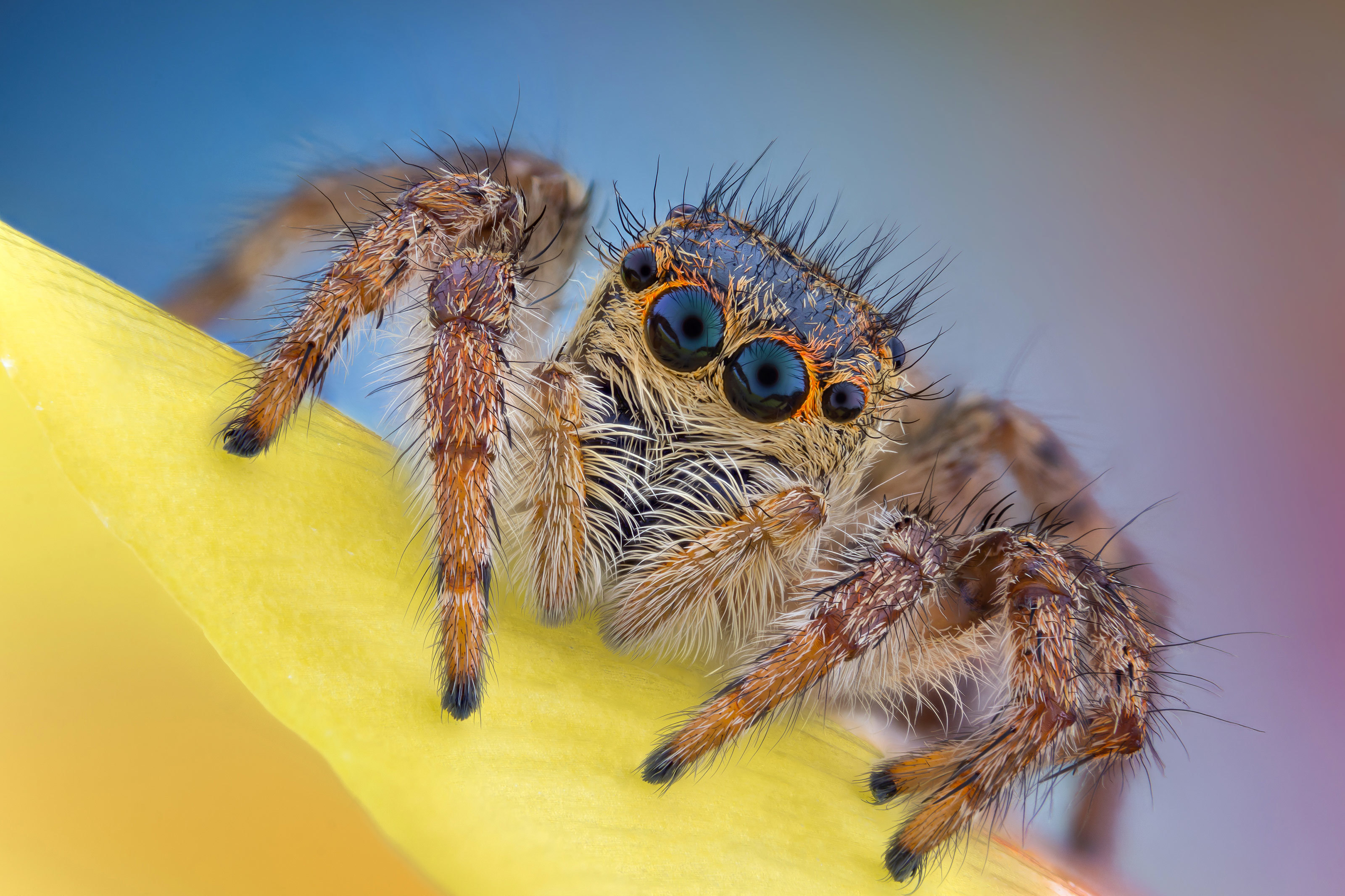 Nikon captures a jumping spider.