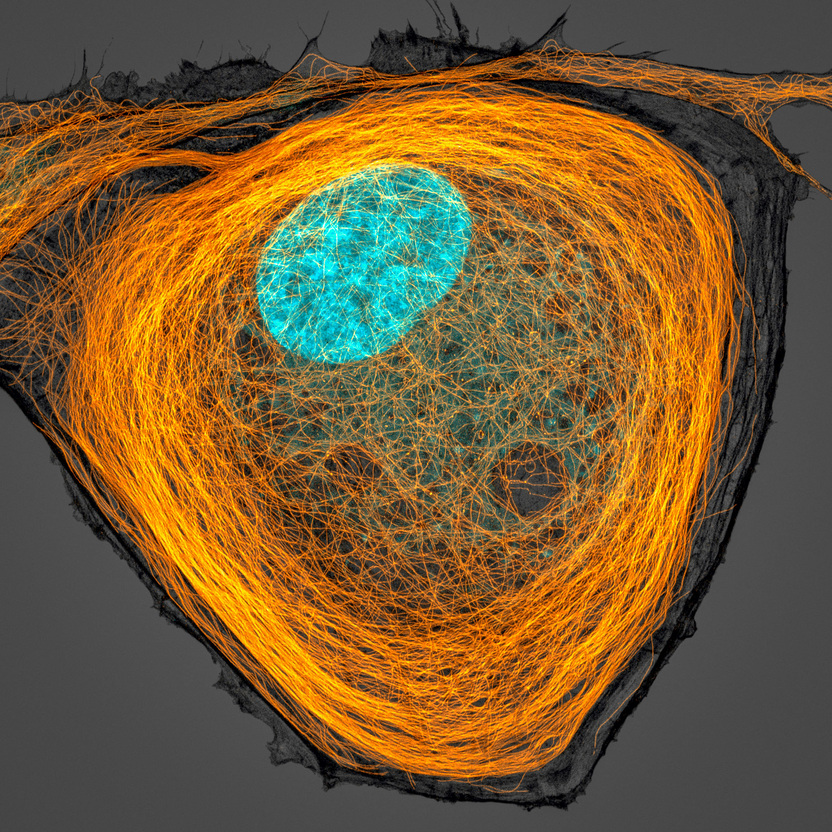 Fluorescence image of microtubule (orange), and the nucleus (cyan) inside a cell.