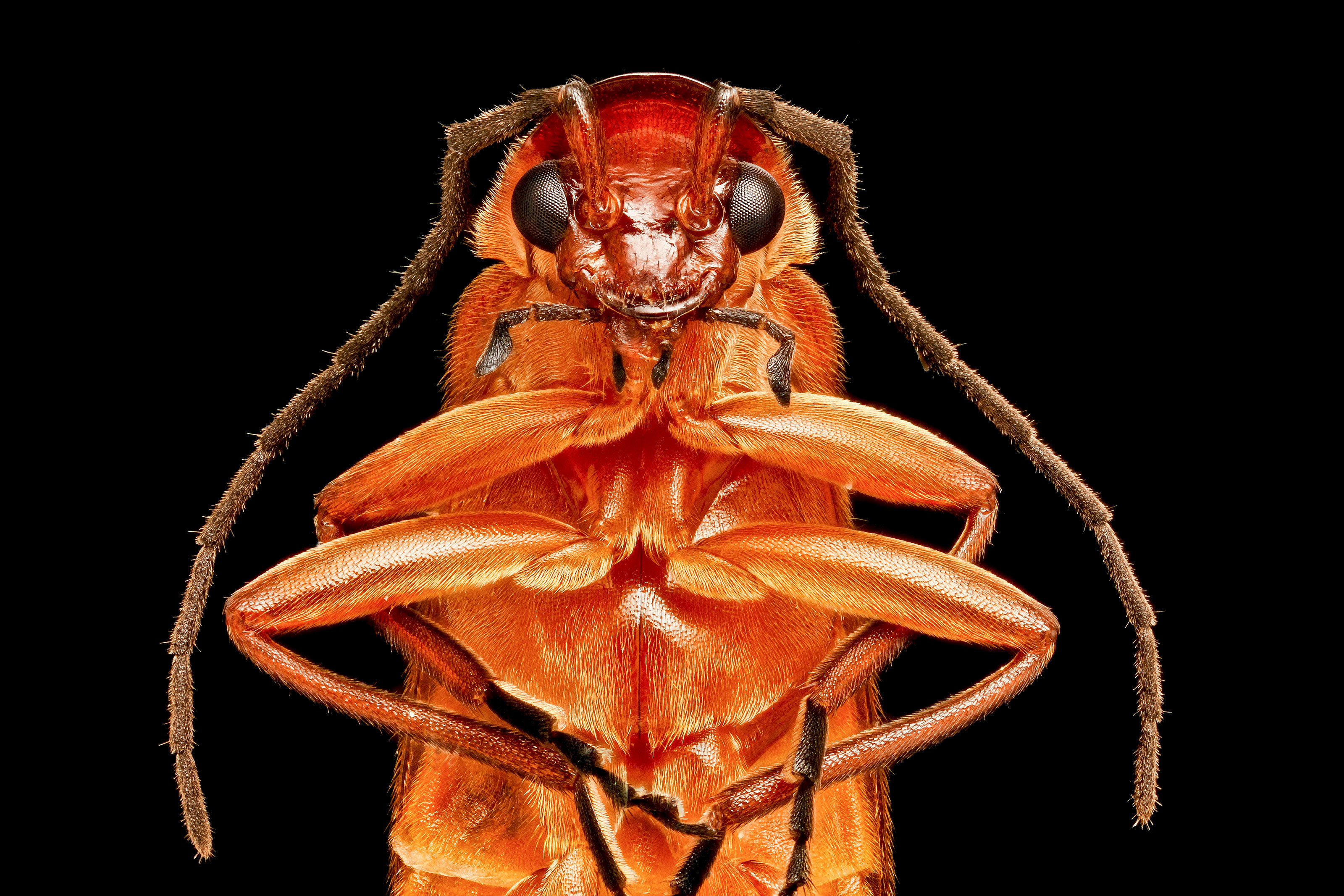Common red soldier beetle Nikon’s Small World